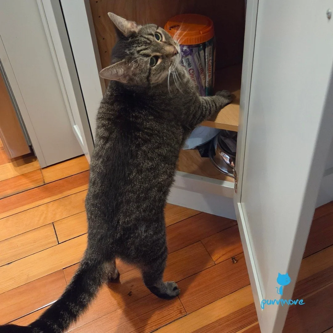 Sheldon knows exactly what he's looking for.
#treatnow 
.
.
.
#purrmorecats #petsitter #catsofwestroxbury