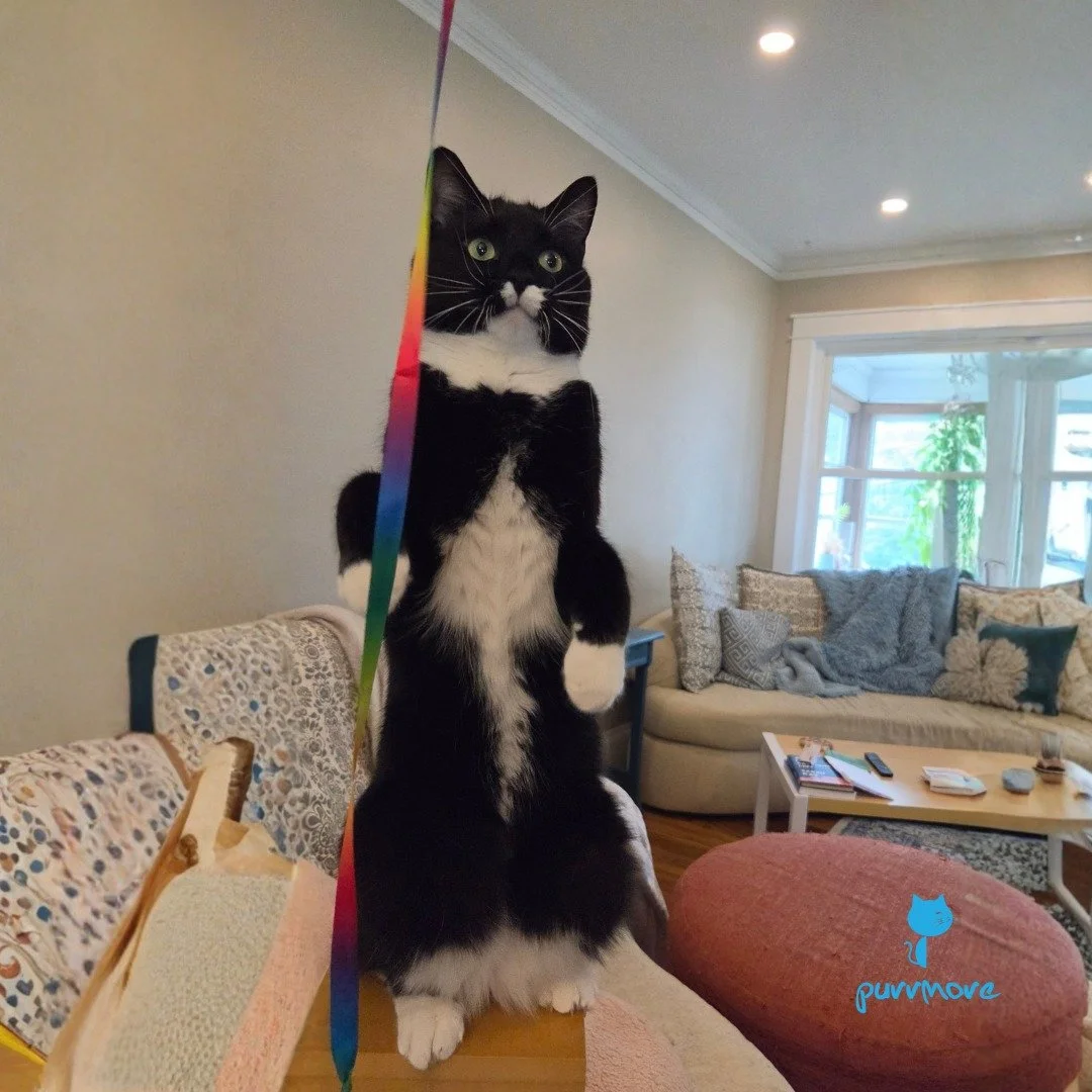 Gingko can stand like the hoomans.
.
.
.
#purrmorecats #petsitter #catsofroslindale #rozziecat