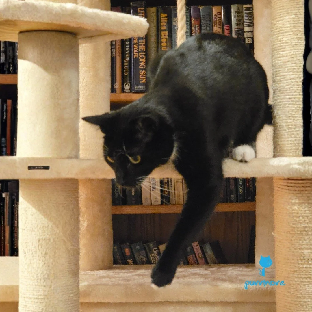 Nerys is getting ready to pounce into the weekend! Happy Friday!
#friyay 
.
.
.
#purrmorecats #petsitter #catsofjamaicaplain