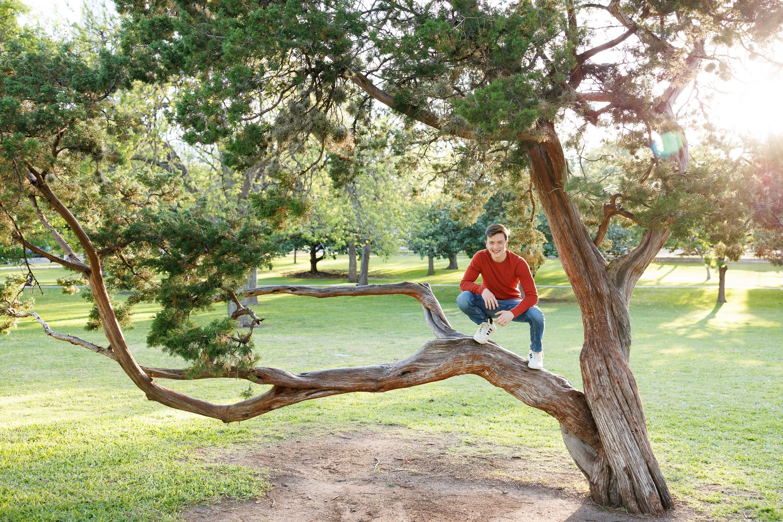 A boy in a red shirt crouched on a low branch of a tree posing for senior pictures at the Texas State Capitol in Austin Texas