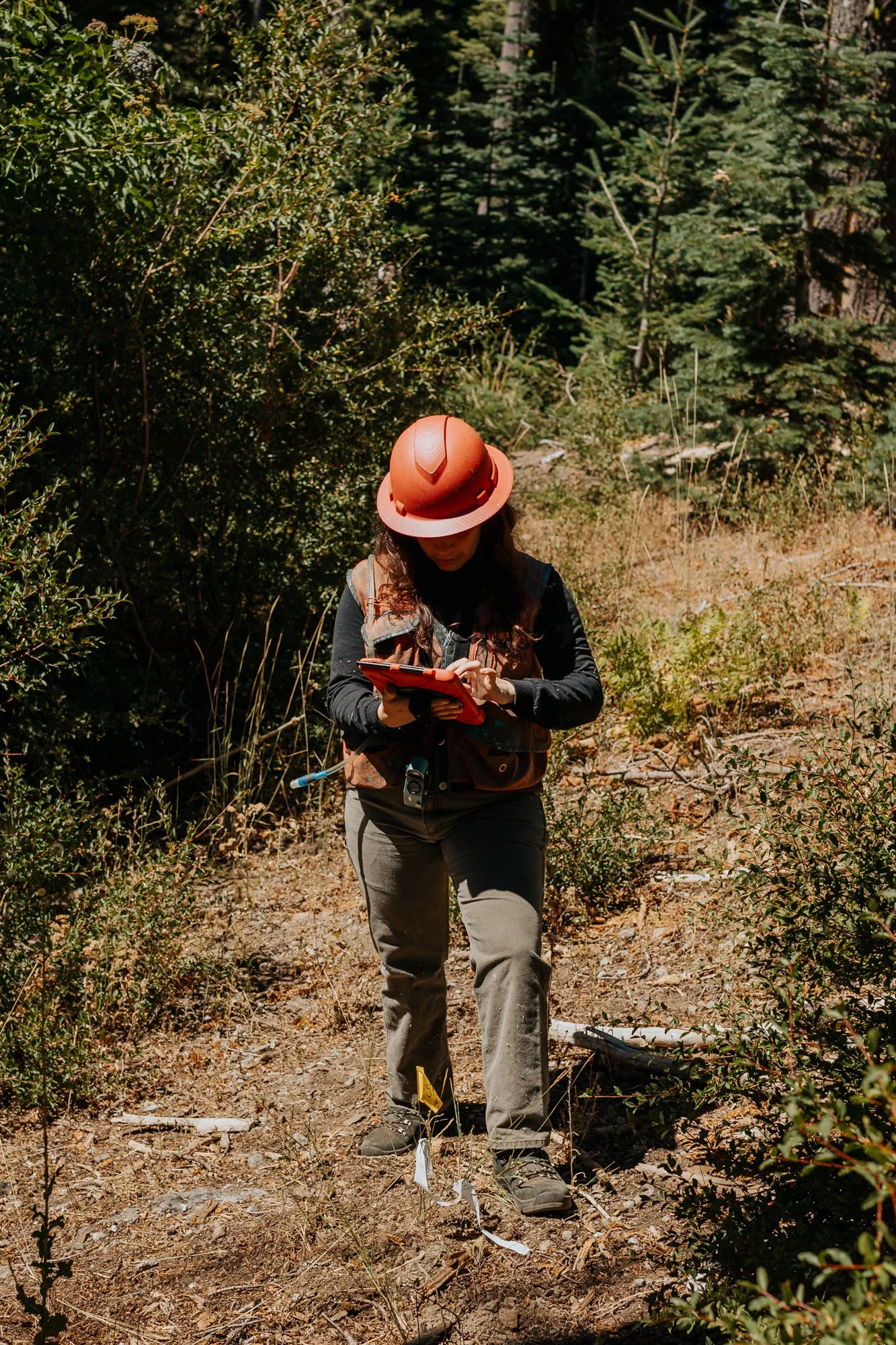 Solo Forestry Tech with Clipboard.jpg