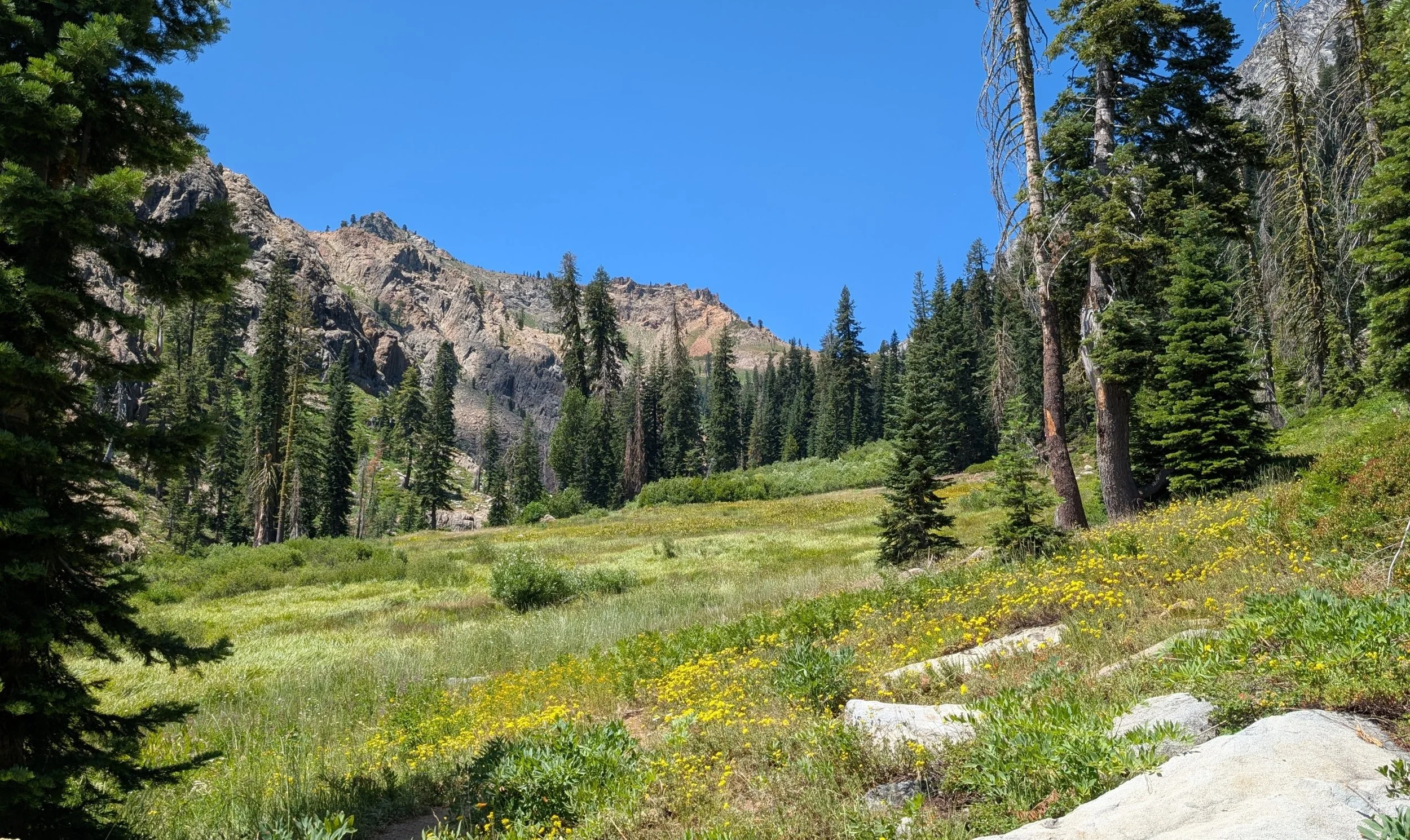 A meadow filled with yellow wildflowers sits in full sunshine. A mountain peak rises up in the background.