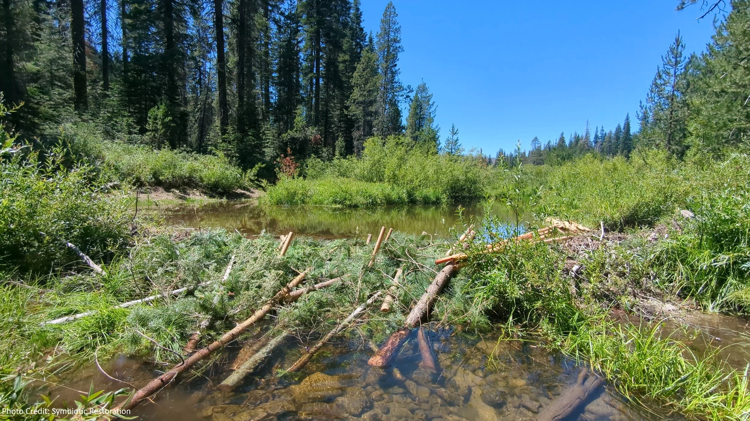Logs, branches, and sticks create a beaver dam analog to hold back water.