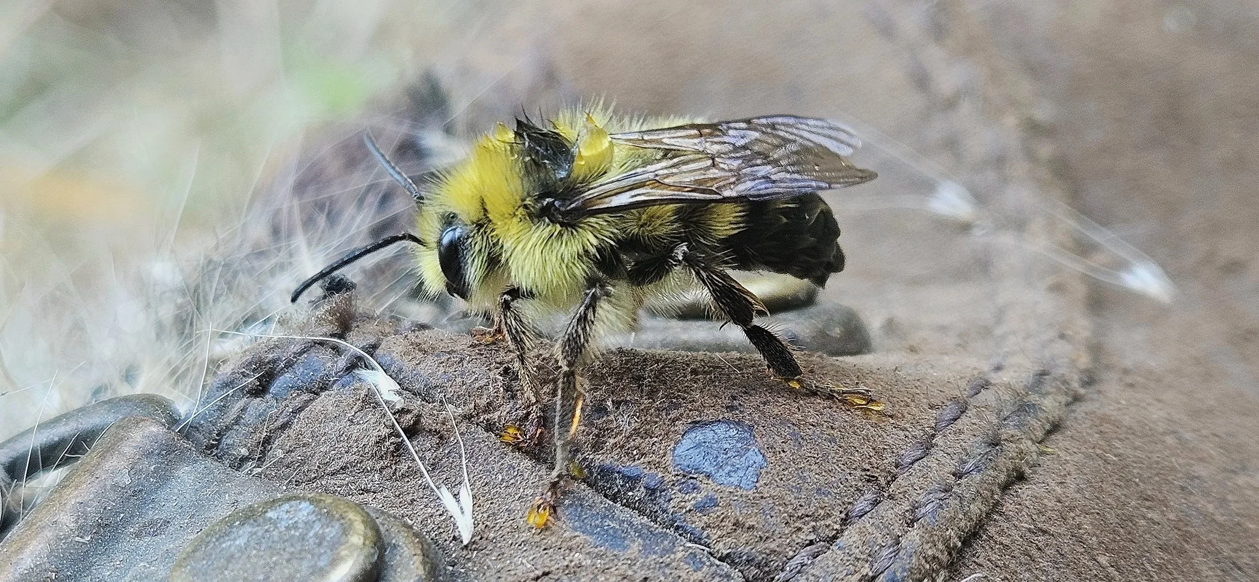 Local Bumblebee Side View.jpg