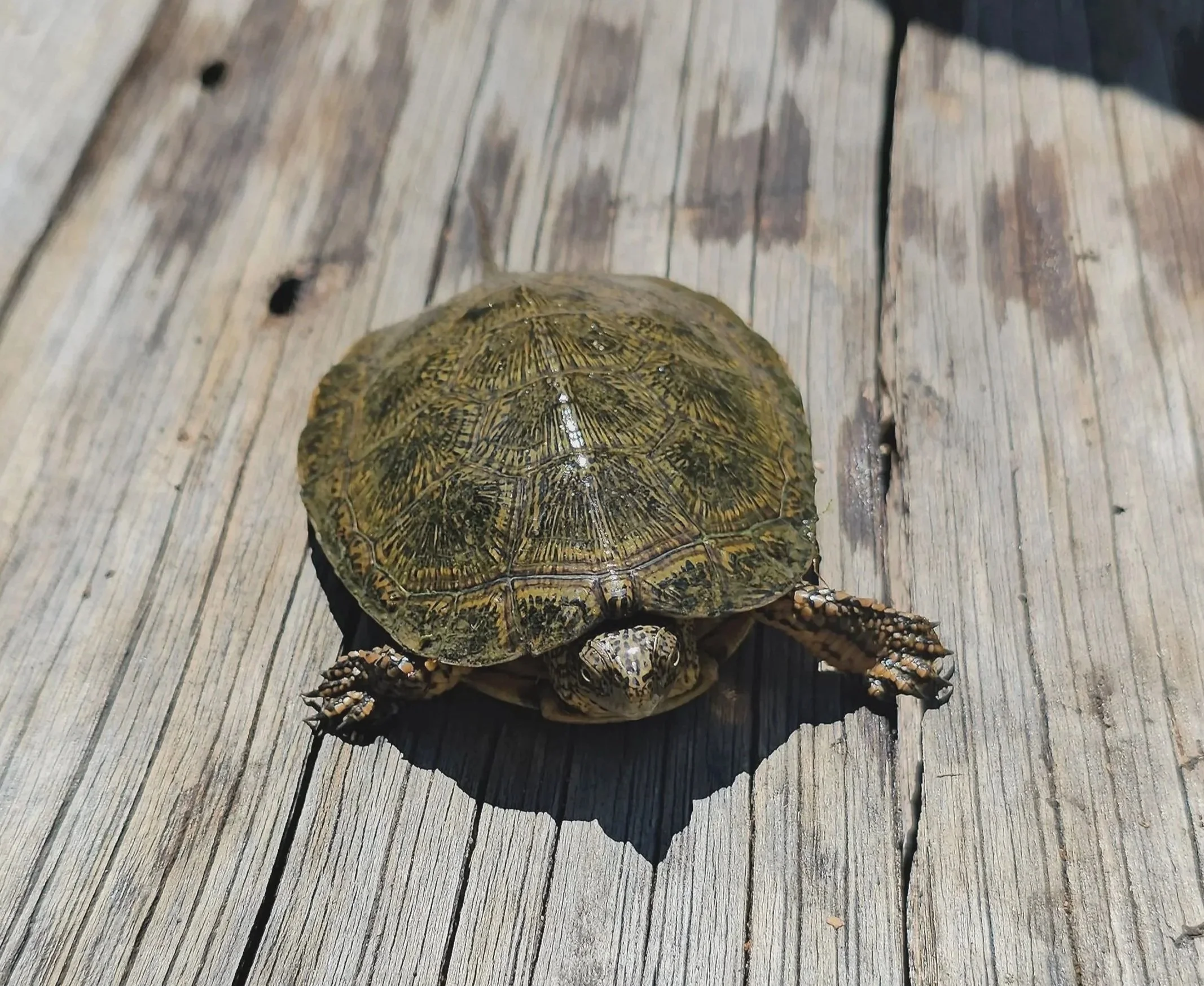 Turtle Close Up.jpg
