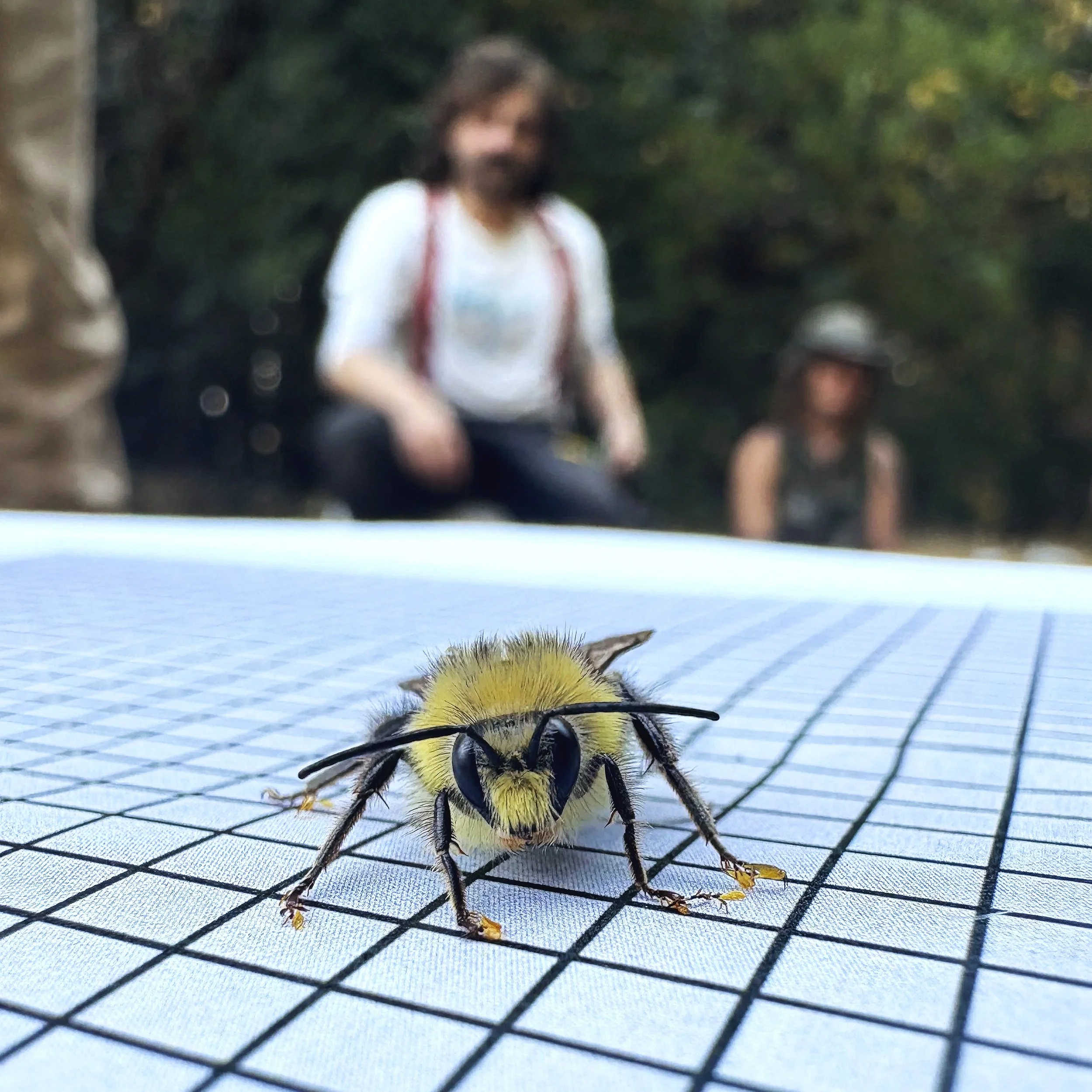 Local Bumblebee Close Up.jpg