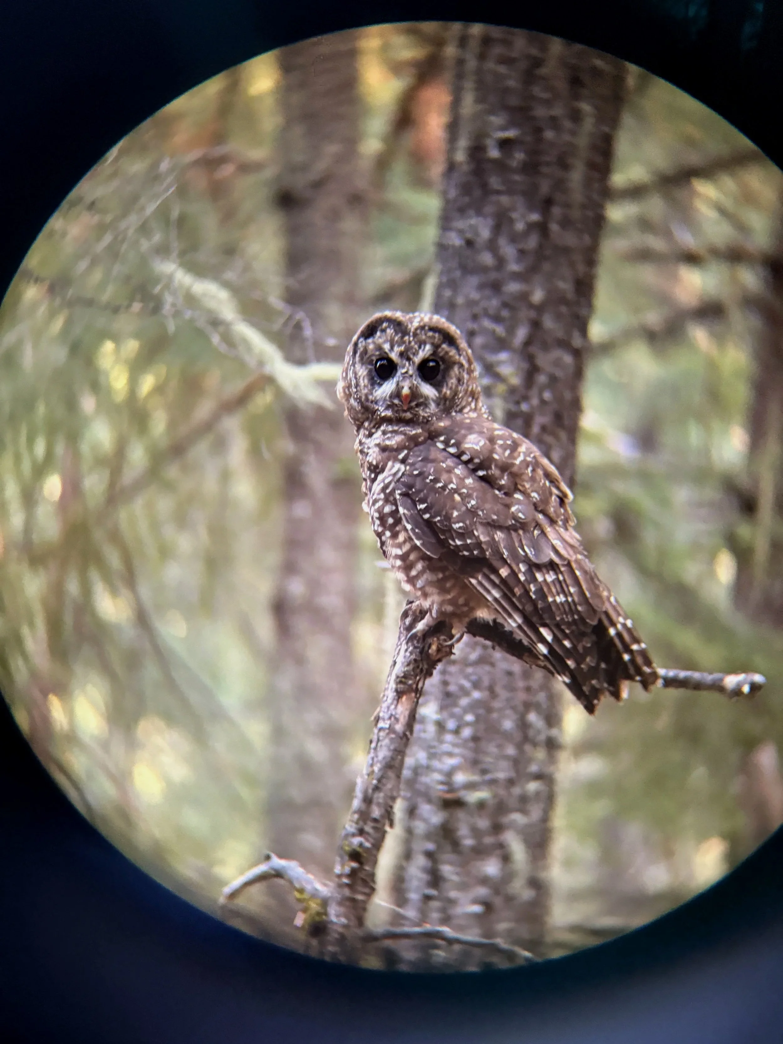 Spotted Owl Through Lens.jpg