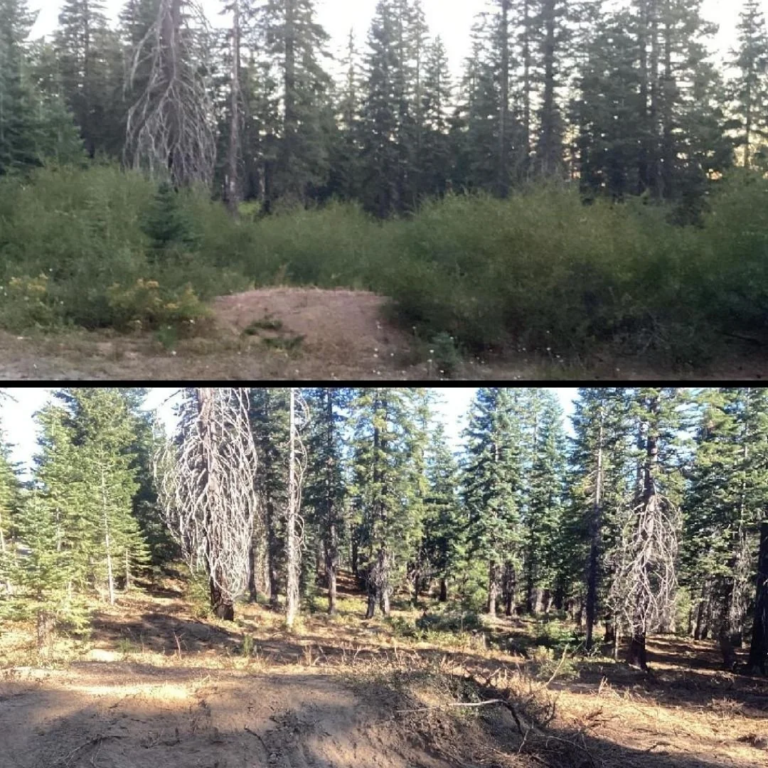 Forestry and Fuels Program Improves Fire Lines and Forest Health Along Pelletreau Ridge