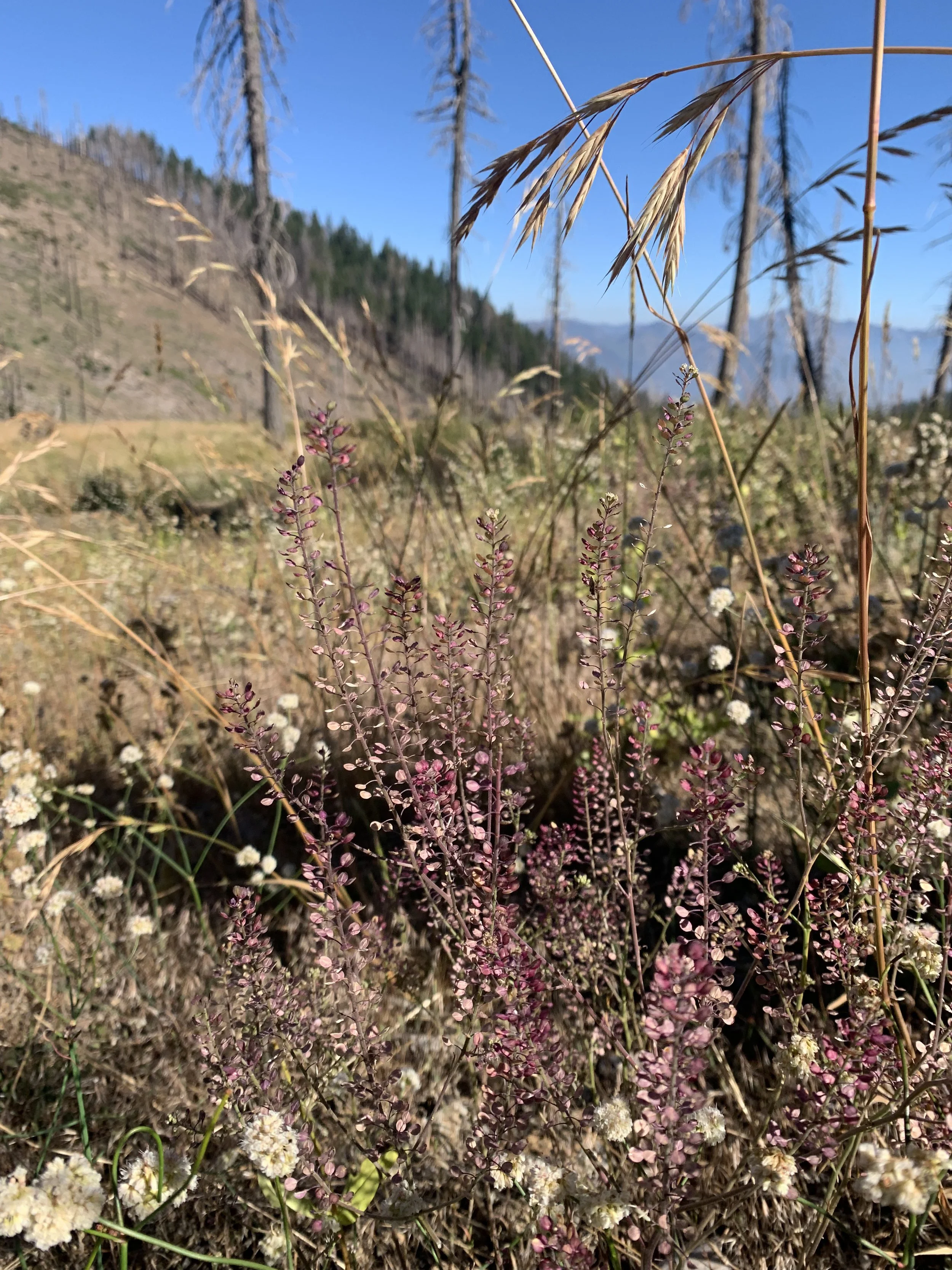 Closeup of Native Flora.jpg