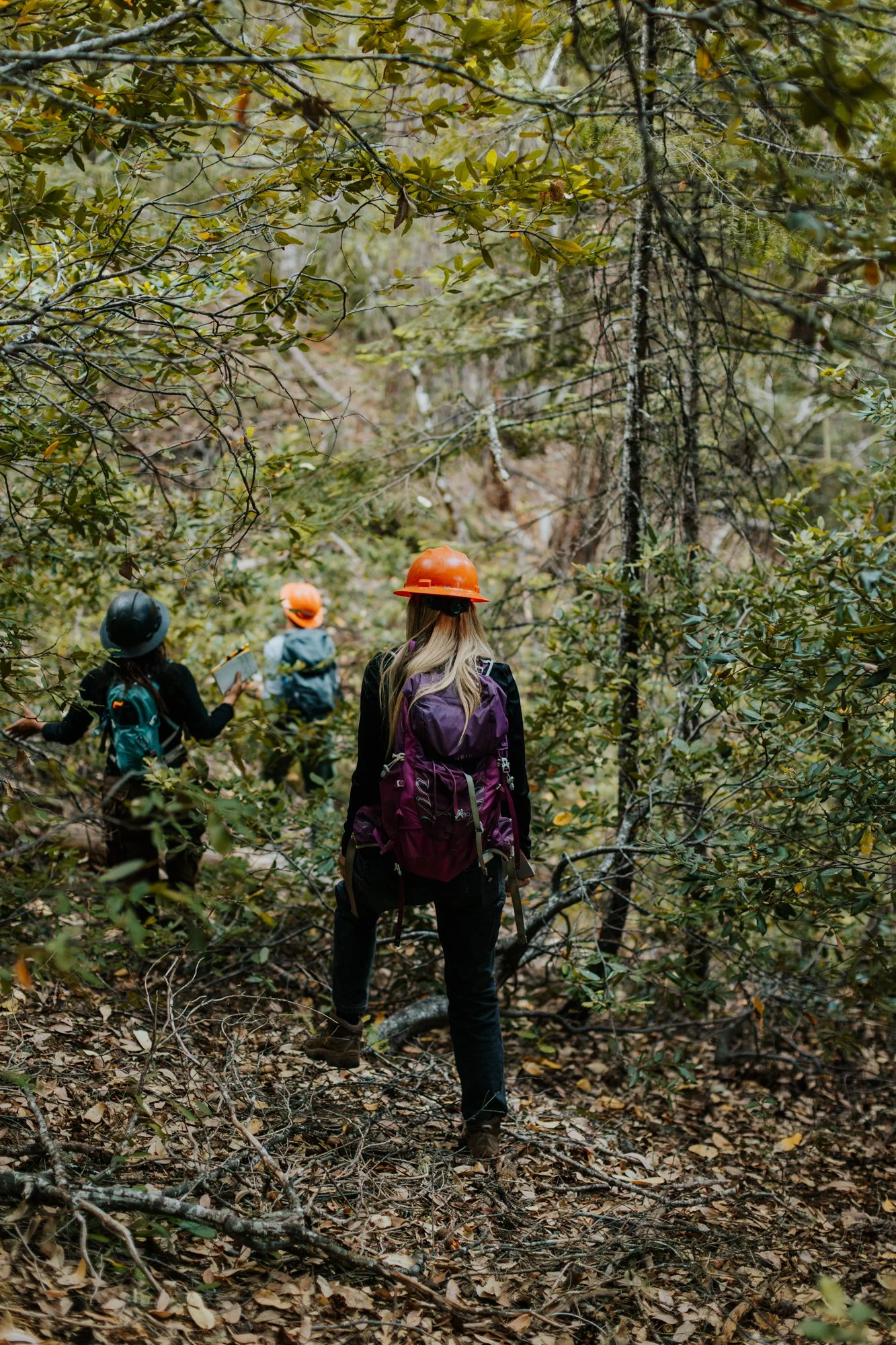Three Wildlife Techs Walking in the Forest.jpg