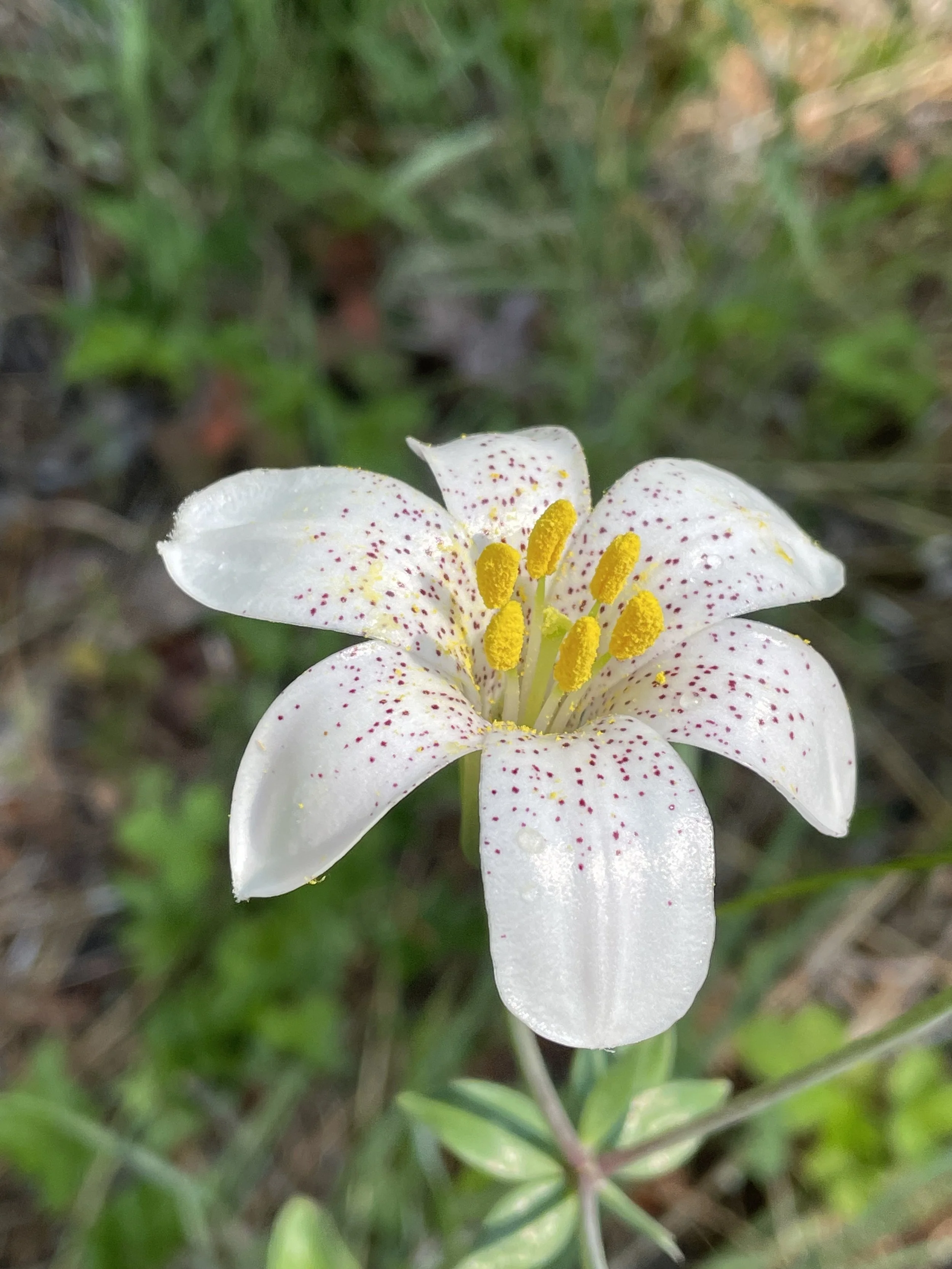 Lilium_rubescens3.jpg