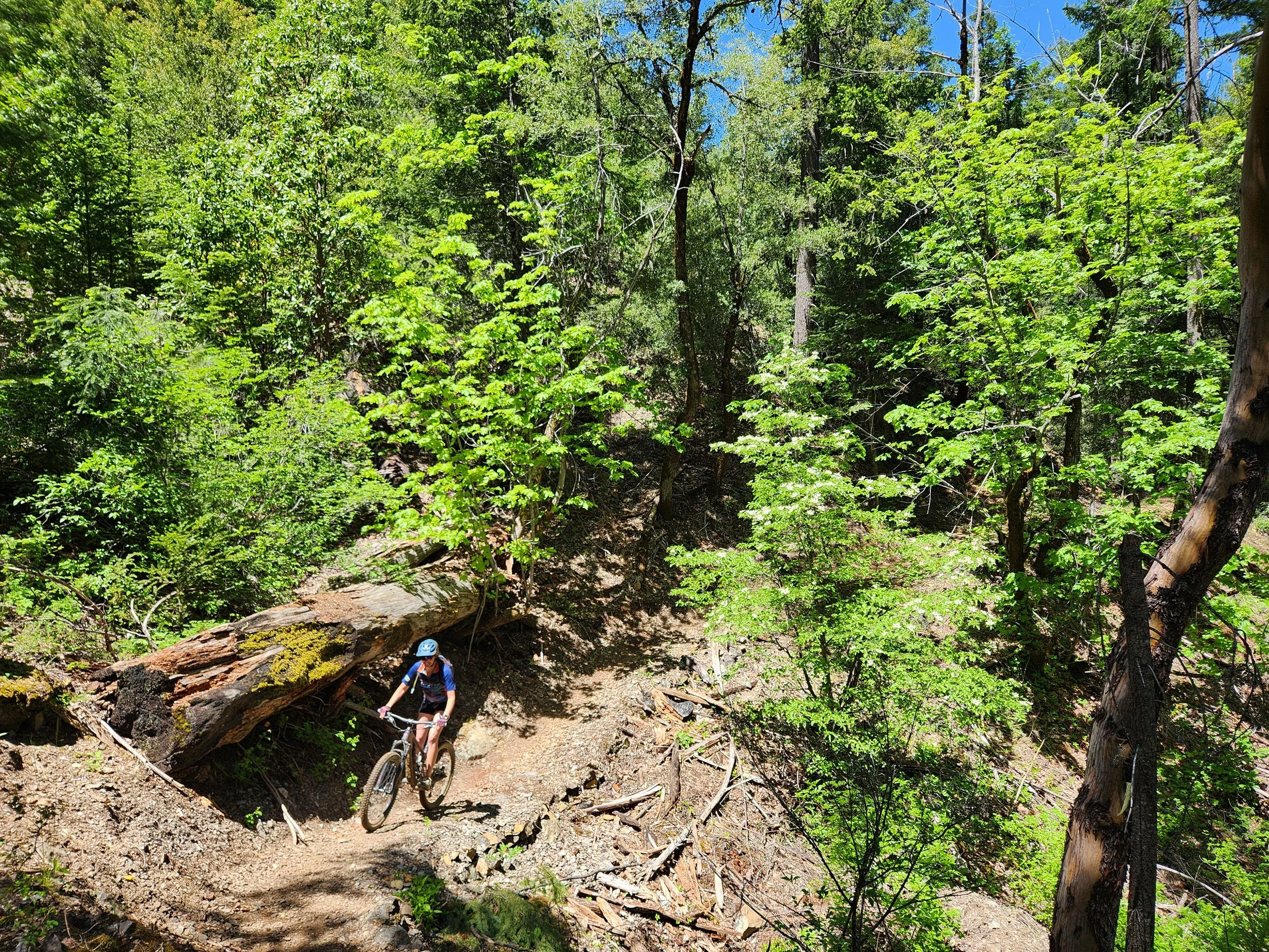 A person mountain biking on a dirt trail in a lush green forest with bright sunlight filtering through the trees.