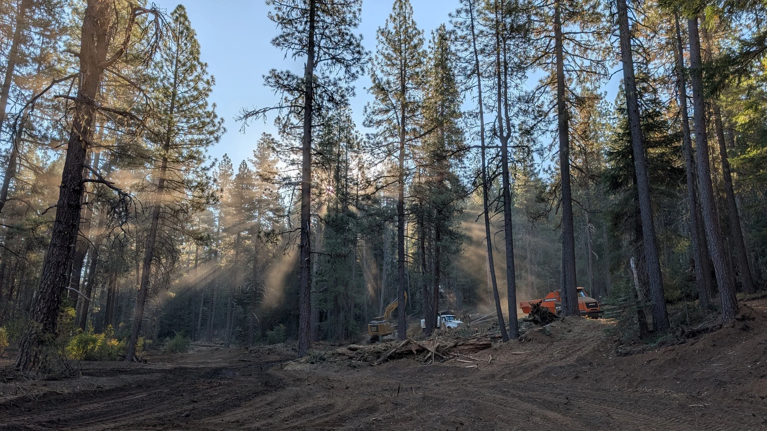 A forest of tall pine trees has sunlight streaming through. In the foreground is a dirt clearing with construction equipment including an excavator and a bulldozer.