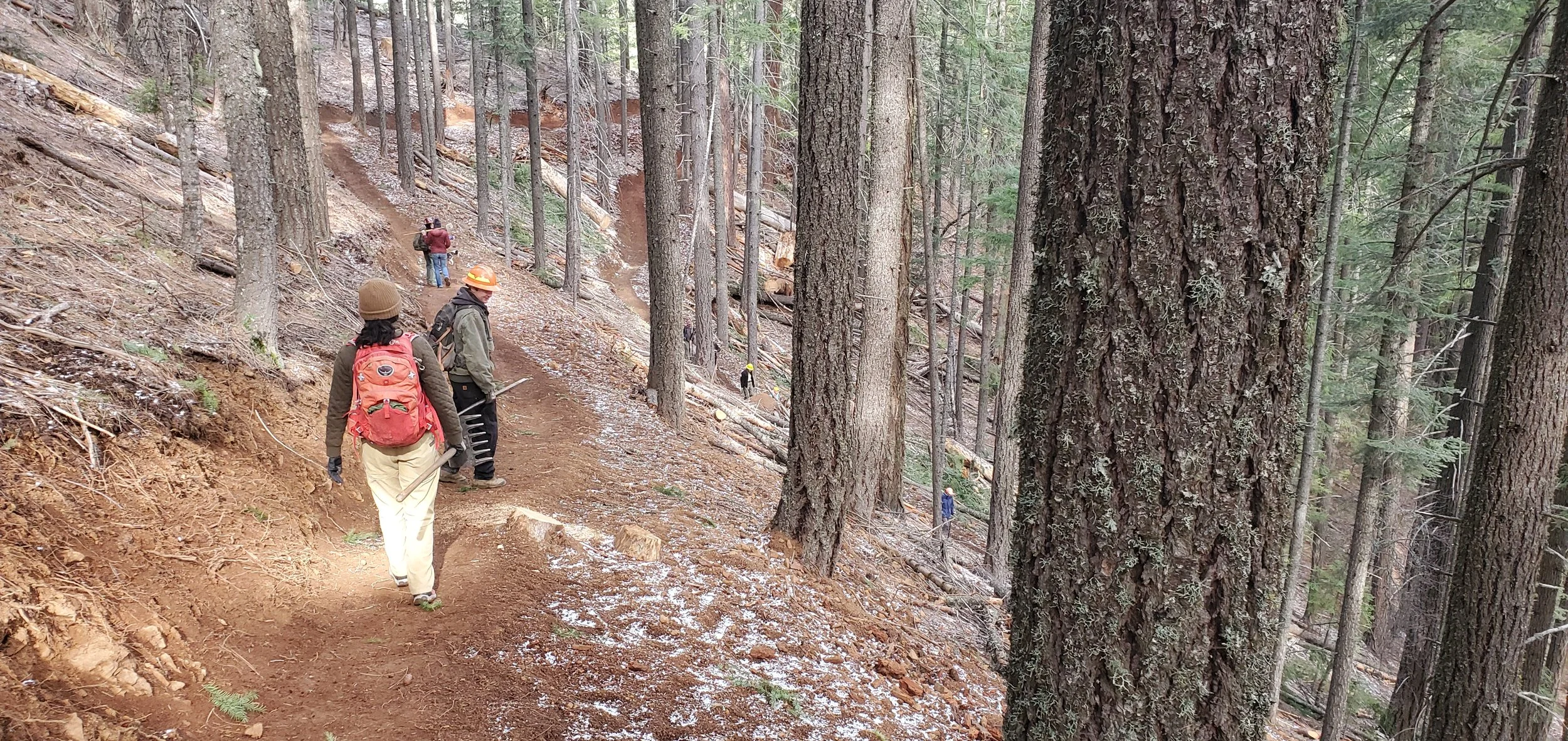 People hiking on a dirt trail in a forest of tall pine trees.