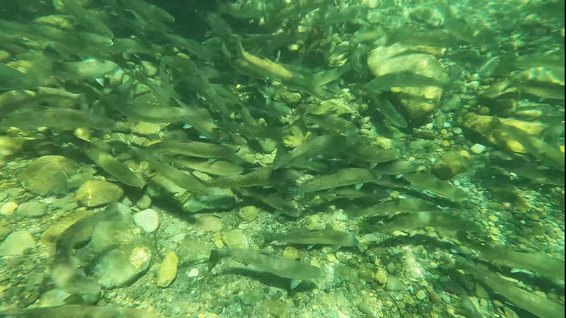 Dozens of fish swim just above the rocky creek bottom. Some are silver and some are speckled with tiny black spots.