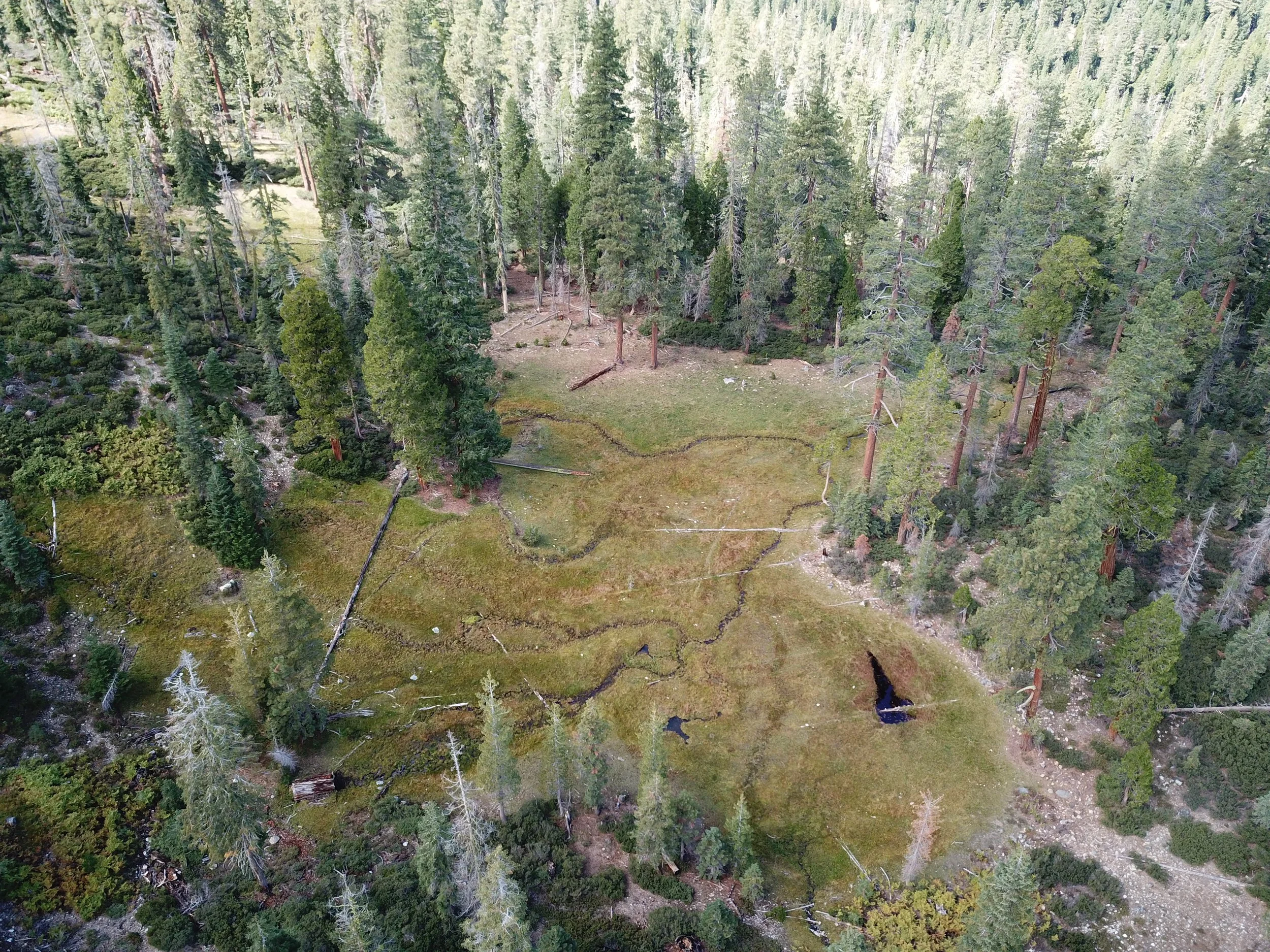 Drone footage offers a bird's eye view of a wet meadow. Streams meander through the grasses. A pool sits on the righthand side of the image. Forests ring the meadow.