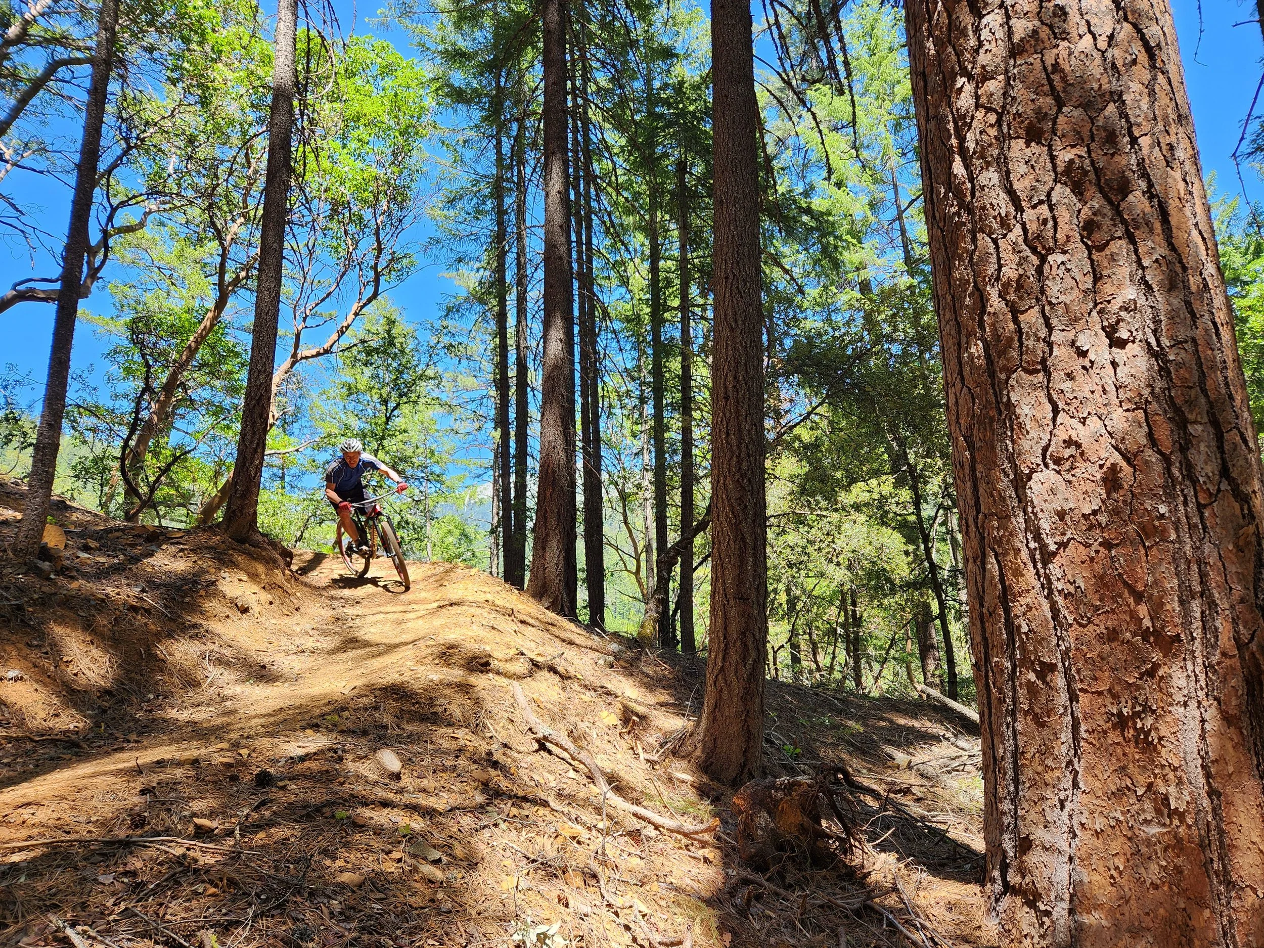 A person mountain biking down a dirt trail in a forest with tall trees, green leaves, and a bright blue sky.