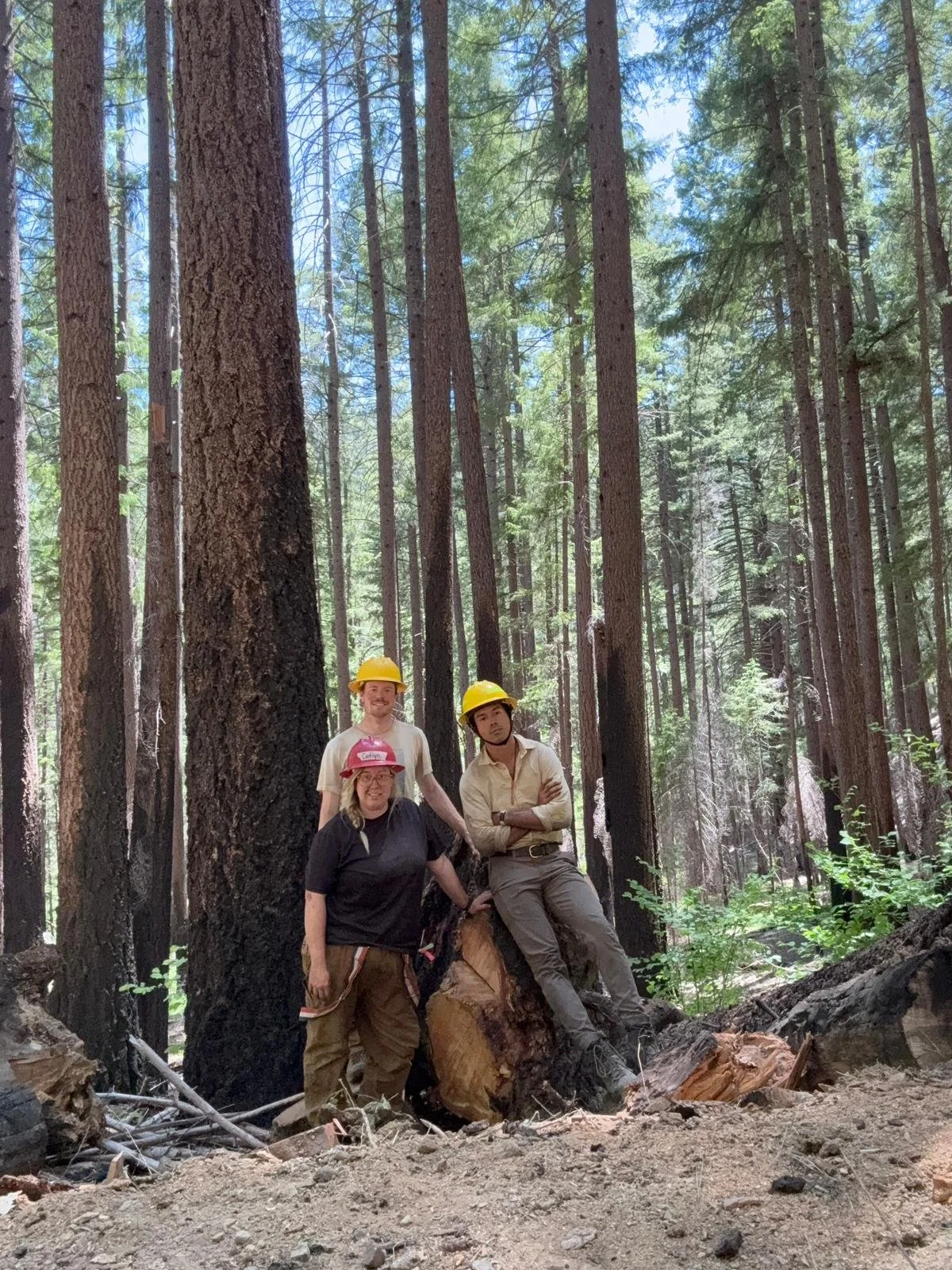 Three people in a forest, one woman and two men, wearing safety helmets and work clothes, standing and leaning against a fallen tree among tall trees.
