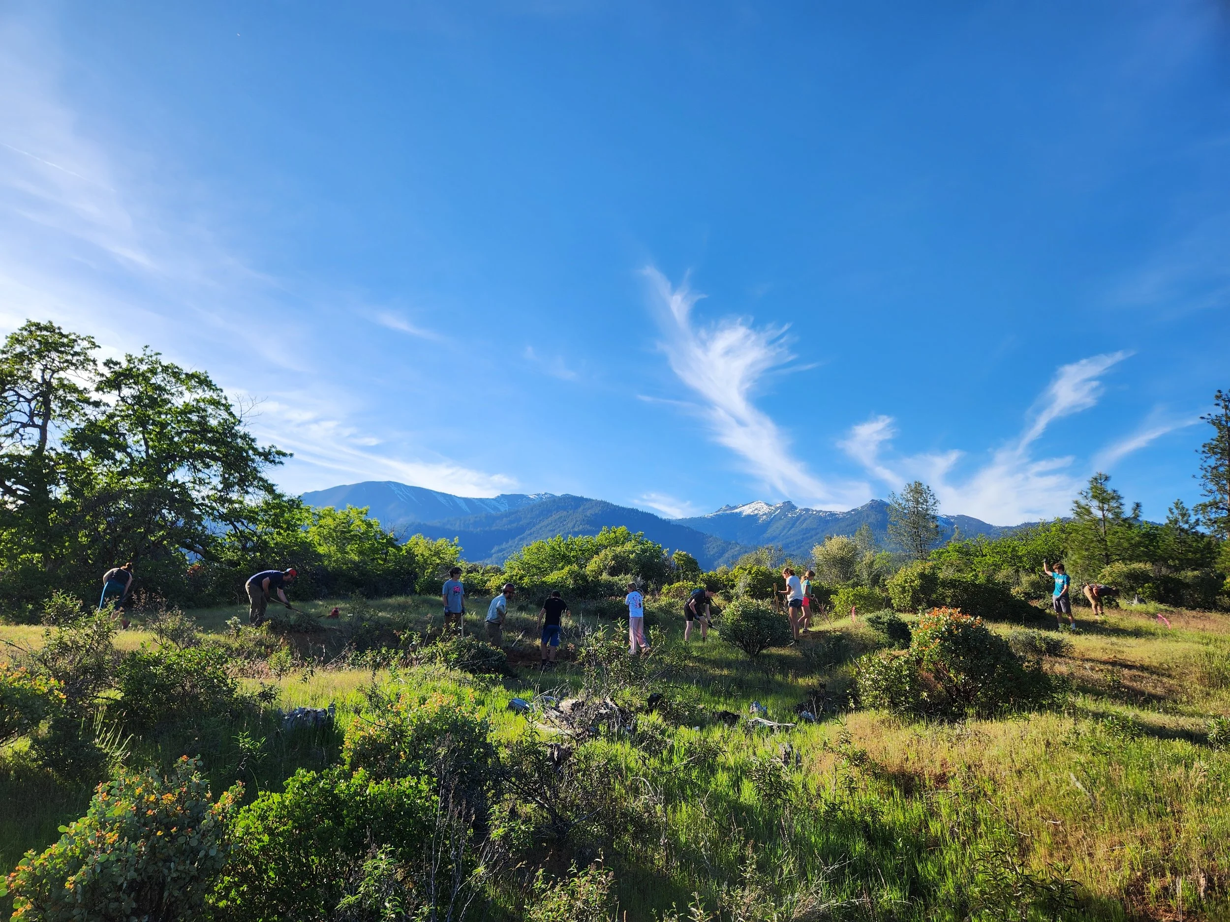 A group of people planting trees in a lush green field with mountains and blue sky in the background.