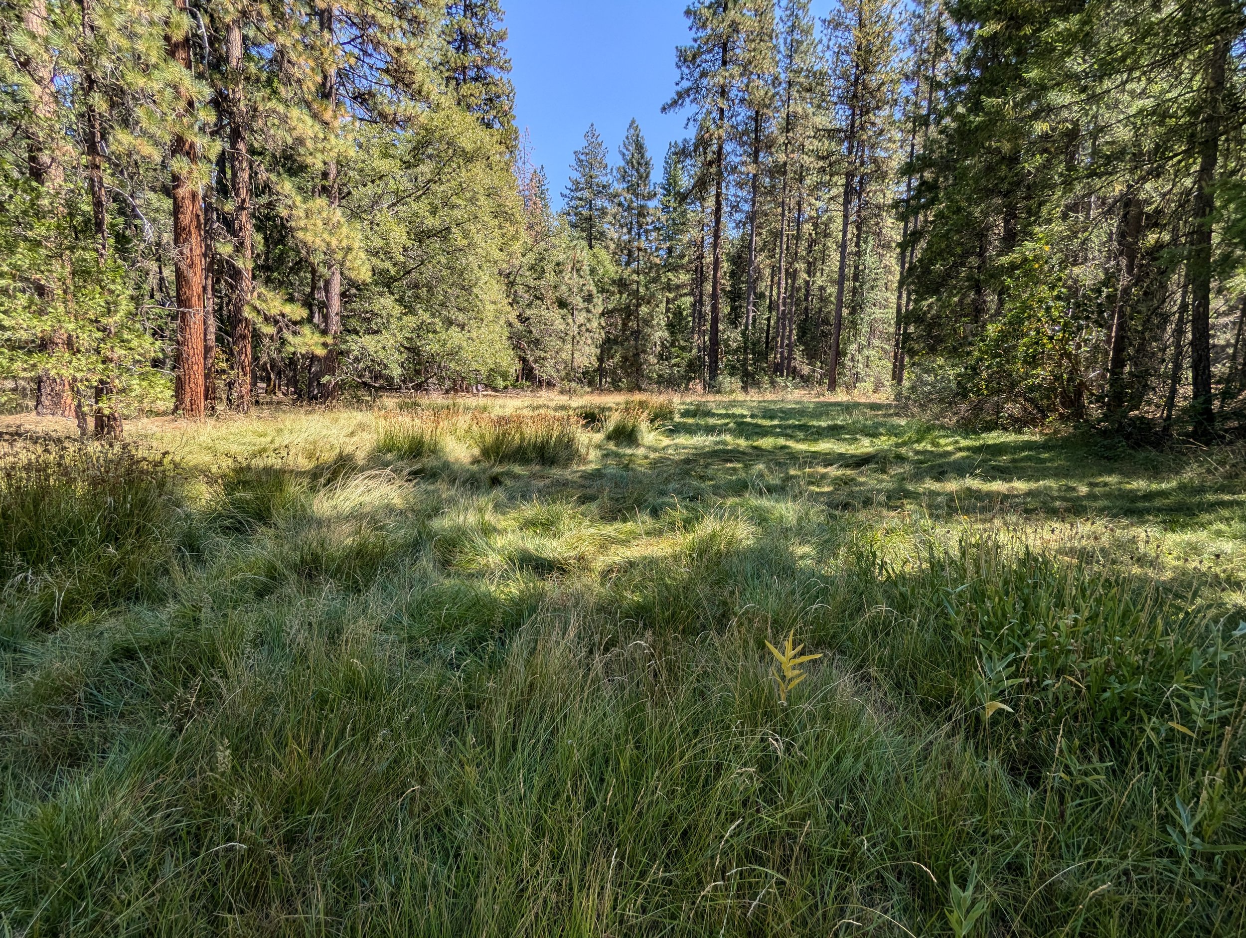 Lush waving grasses between two forest edges are dappled with sunlight.