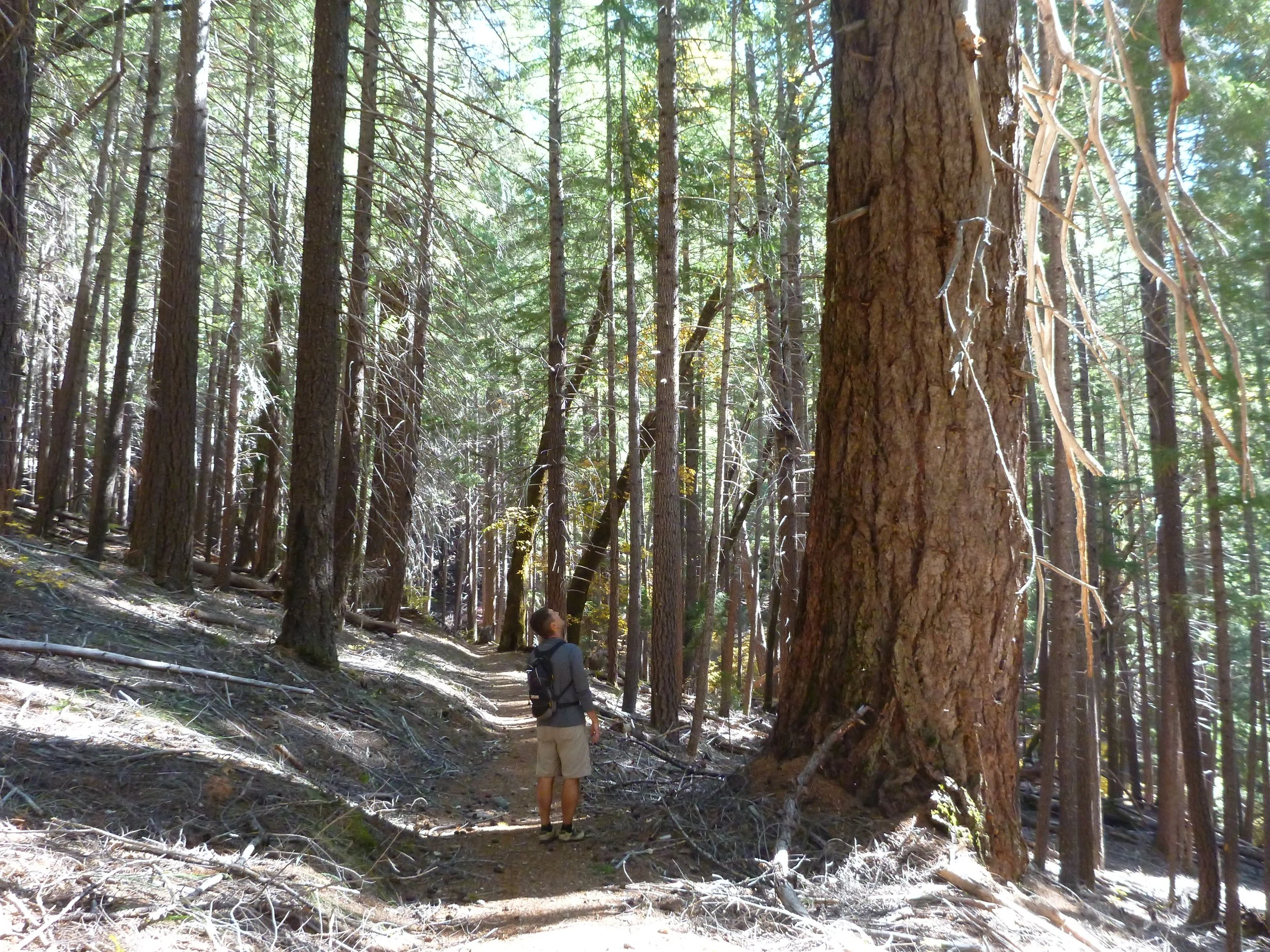 A person with a backpack standing on a forest trail surrounded by tall trees with sunlight filtering through the forest.