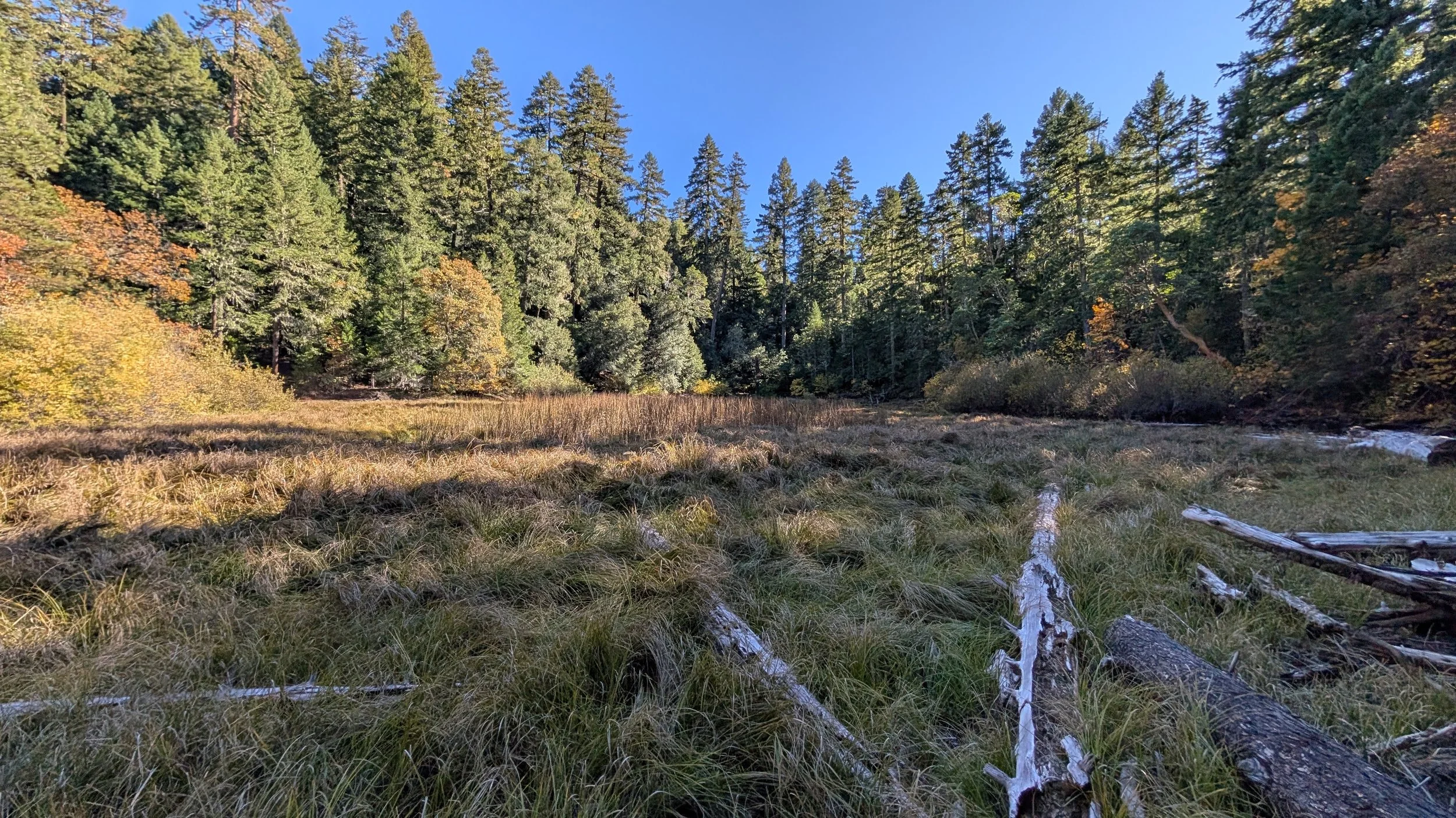 Long grasses form waves in a meadow surrounded by trees. Two downed logs are visible in the foreground.