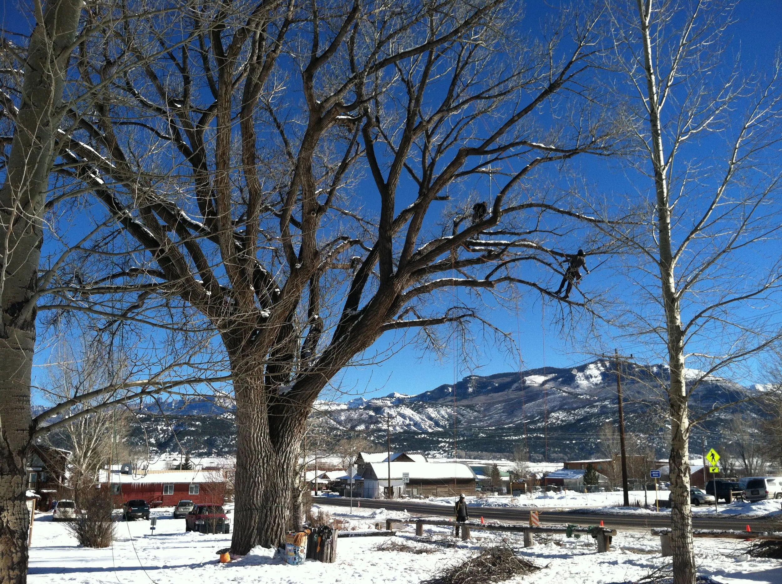Tree Care Resources — Telluride Arborist