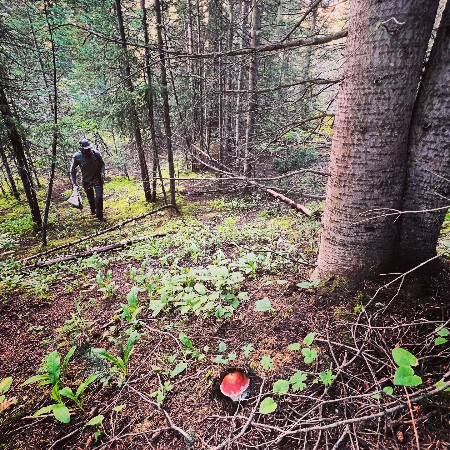 The timid bolete hiding from the approaching forager! The forest floor is in bloom right now with fungi flushing. Thank you rain! Thank you forest! 💕🌲🍄

#telluridearborist #arboristservices #telluridetreecare #arborist #arboristlife #mountainlife 