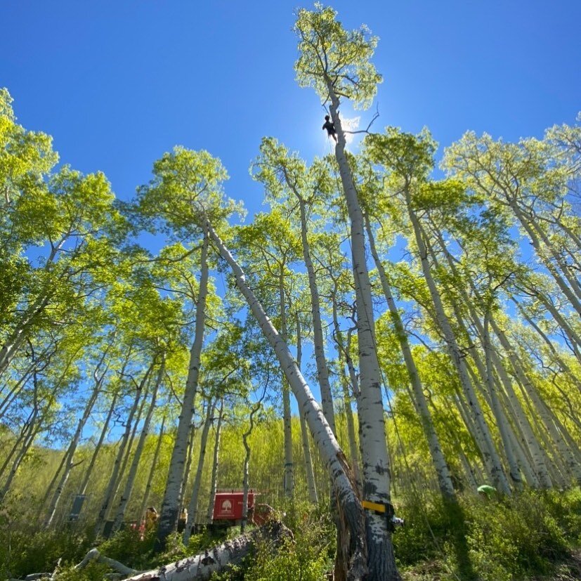 Tyler in his element doing what he loves. Who wants to learn to climb trees like a pro? DM me! Thank you @emason98 for the cool photo and for being an integral part of the team!🌲🤙

#telluridearborist #telluridetreecare #arboristservices #arborist #