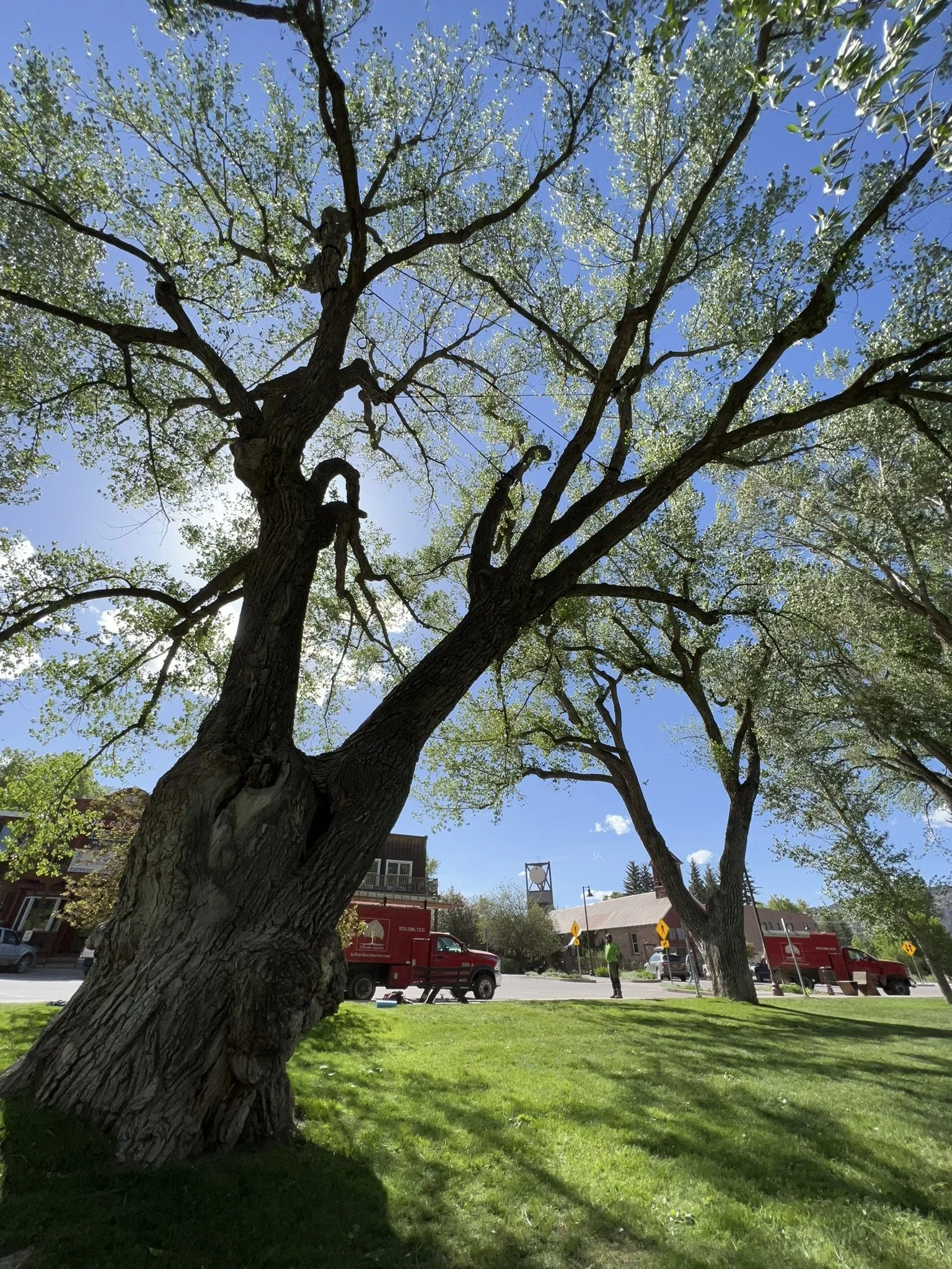 Telluride Arborist® providing tree care at Hartwell Park in Ridgway, Colorado, caring for local trees and parks since 2002.
