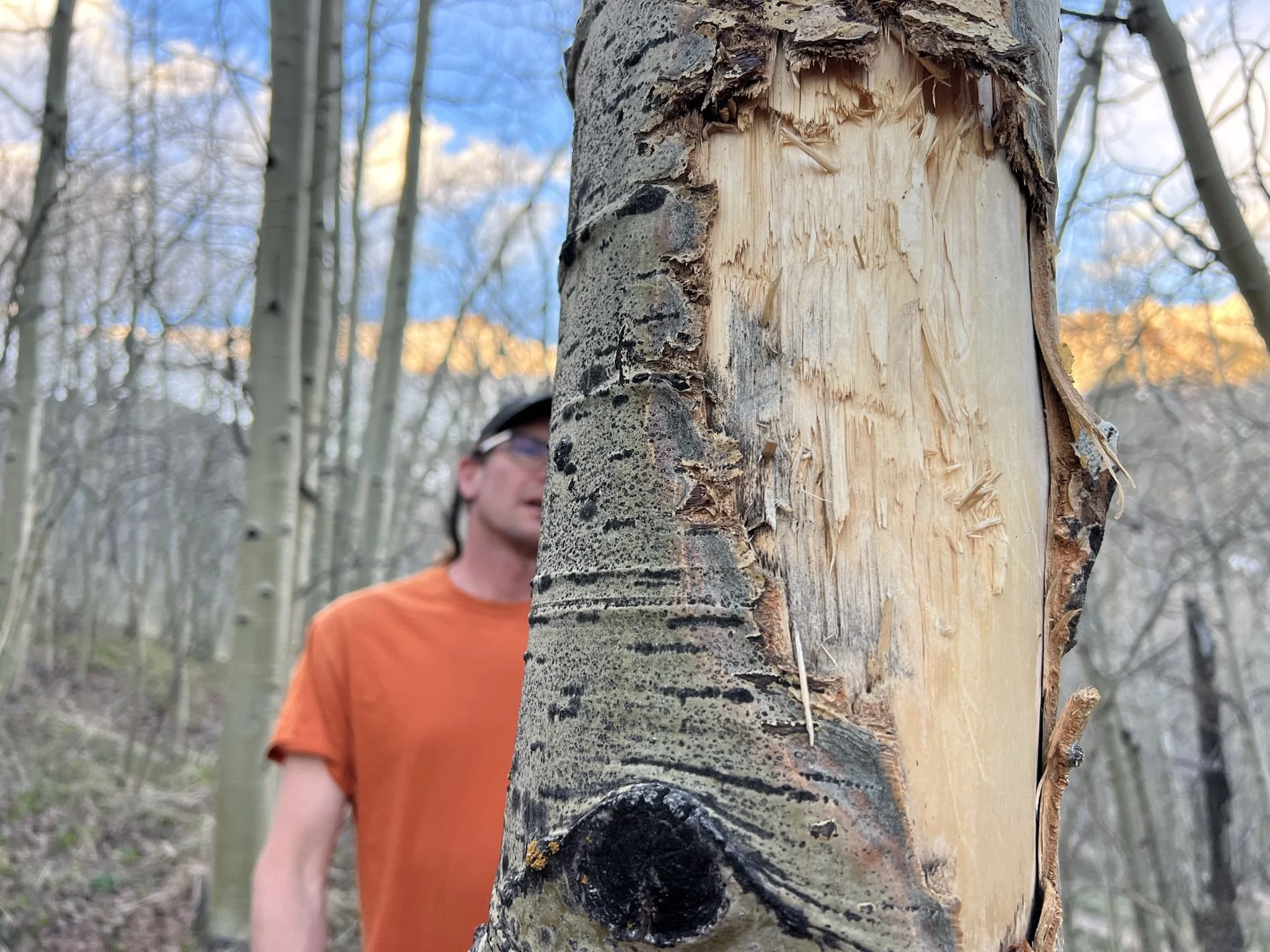 Certified arborist conducting an in-person tree evaluation in Telluride, Colorado, providing detailed assessments and professional reporting.