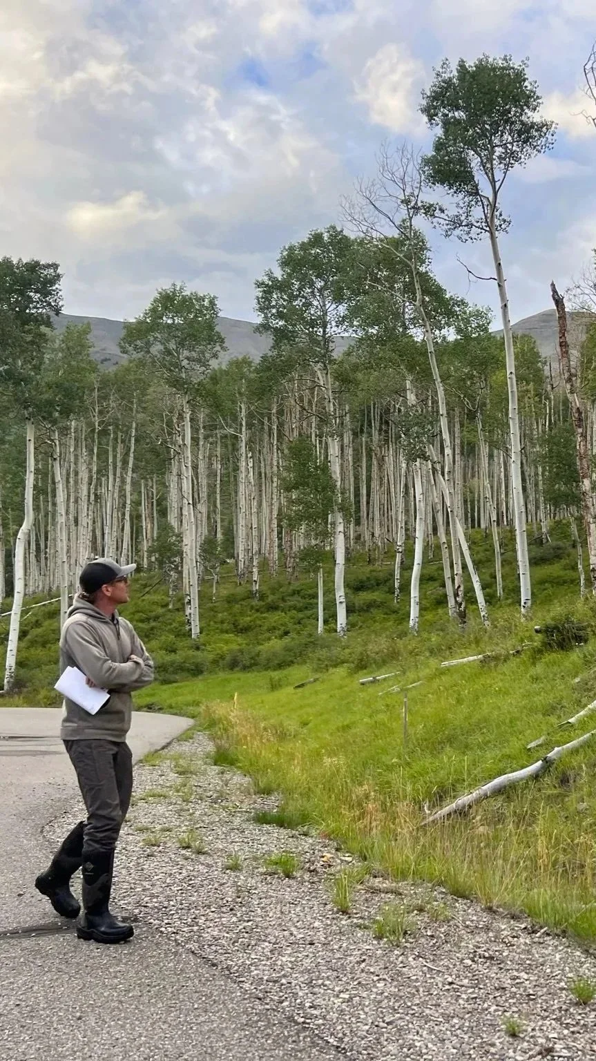 ISA Certified Arborist Tyler Schultz conducting a tree risk assessment for an HOA in a declining aspen grove on a forested hillside in Telluride, Colorado.