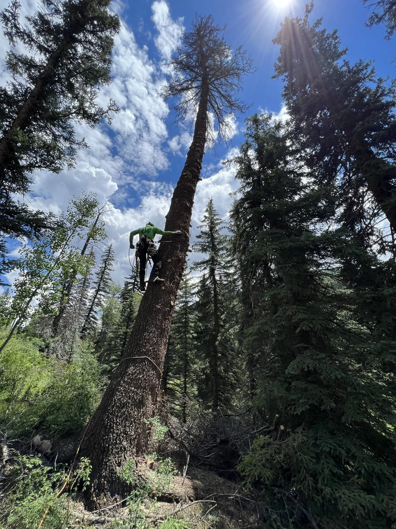 A Telluride Arborist® tree climber, climbing a tall spruce tree in a dense forest, with the sun shining through the partly cloudy sky.