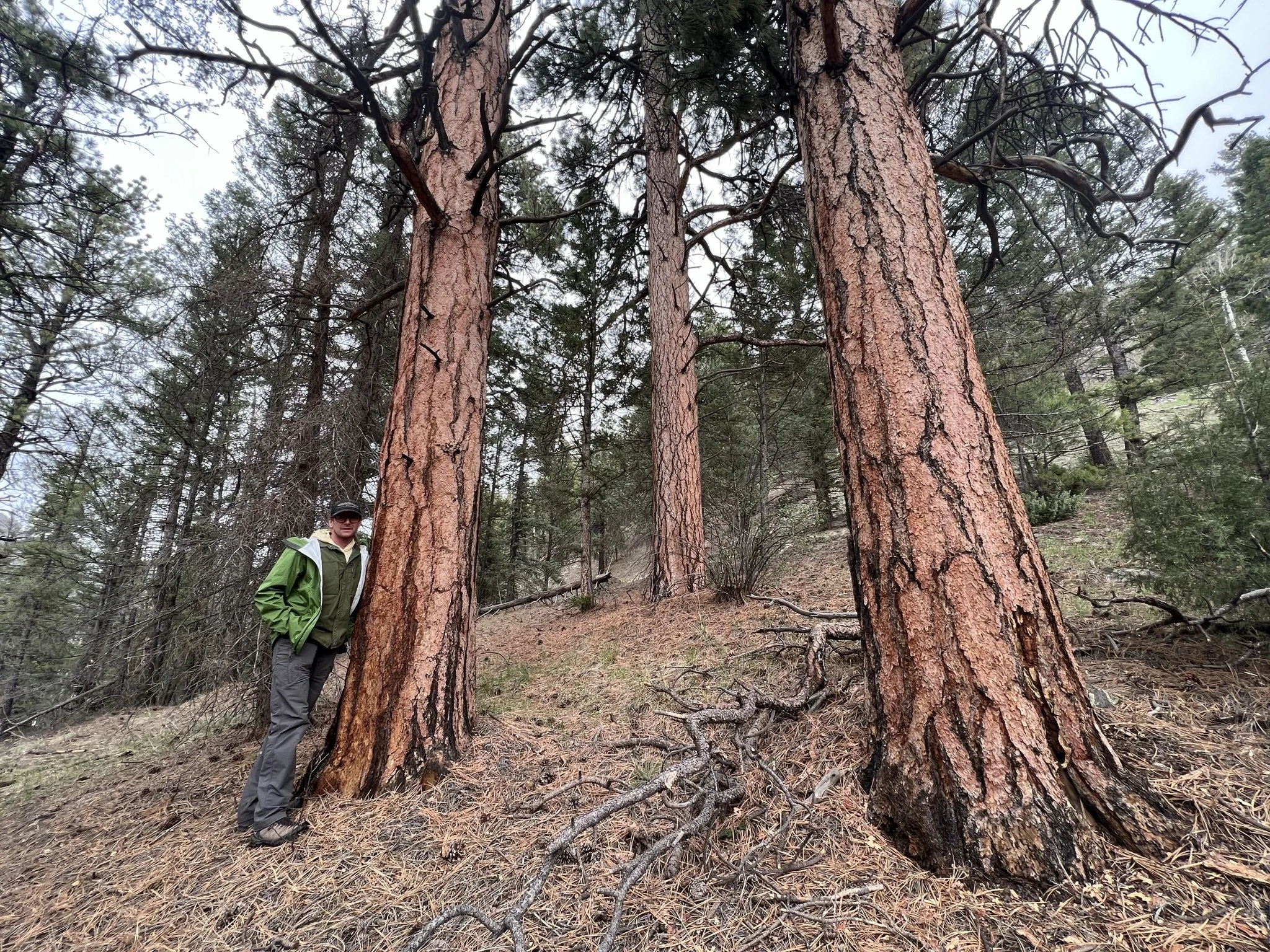 ISA Certified Arborist Tyler Schultz assessing mature ponderosa pine trees in a forest in Telluride, Colorado.