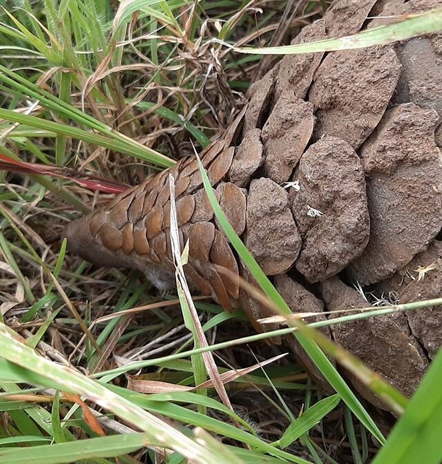 Perfectly adapted for a life eating ants and termites. 
A narrow yet highly sensitive nose to find ant tunnels and reach into them, small eyes (pangolin have extremely poor eyesight) and overlapping keratin scales extending all the way to their nose 