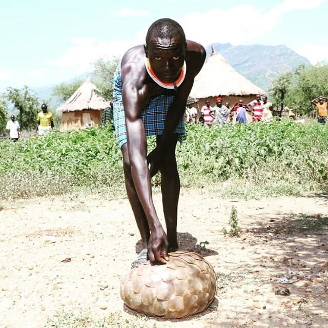 Pangolin Guardians

_____________________________________

Photo credit @nrt_kenya

#pangolincrisis #pangolinofinstagram #pangolincrisisfund #pangolinincrisis #wildlifeprotection #communitymatters #communityprotection #communityprotectors #lifeinabur