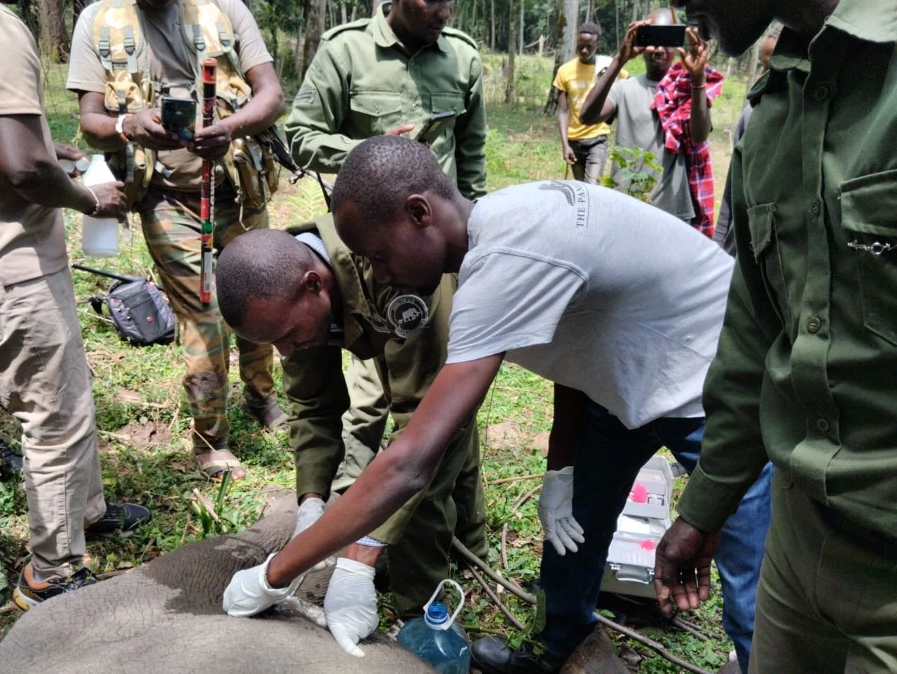 ElephantResponse_Kenya_2024-Oct_TreatingElephant1_Photo.JPG