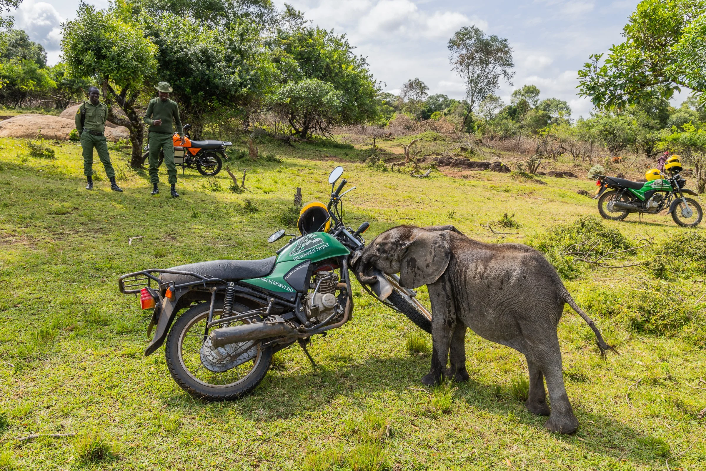 ElephantRescue_20250617_Anthony_Ochieng_Onyango-34 (1).jpg