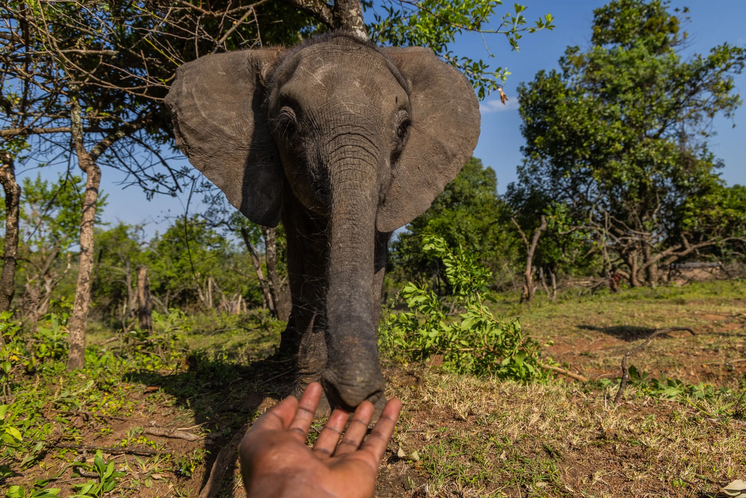 ElephantRescue_20250617_Anthony_Ochieng_Onyango-2 (2).jpg