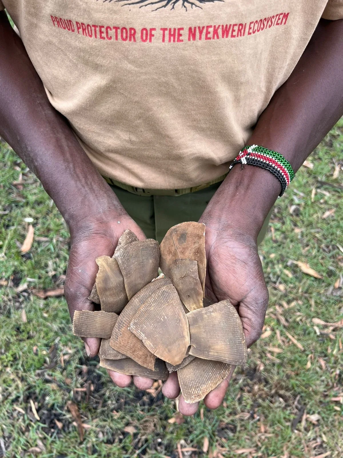 TPP Ranger Moses Meisi holding pangolin scales  Q1 26 2026-01-31 at 11.46.20 (1).jpeg