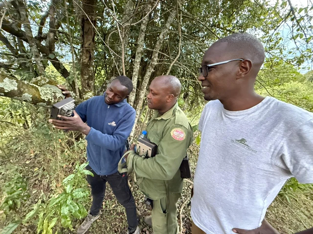 Searching the Mau: Could Giant Ground Pangolins Live Beyond Nyekweri?