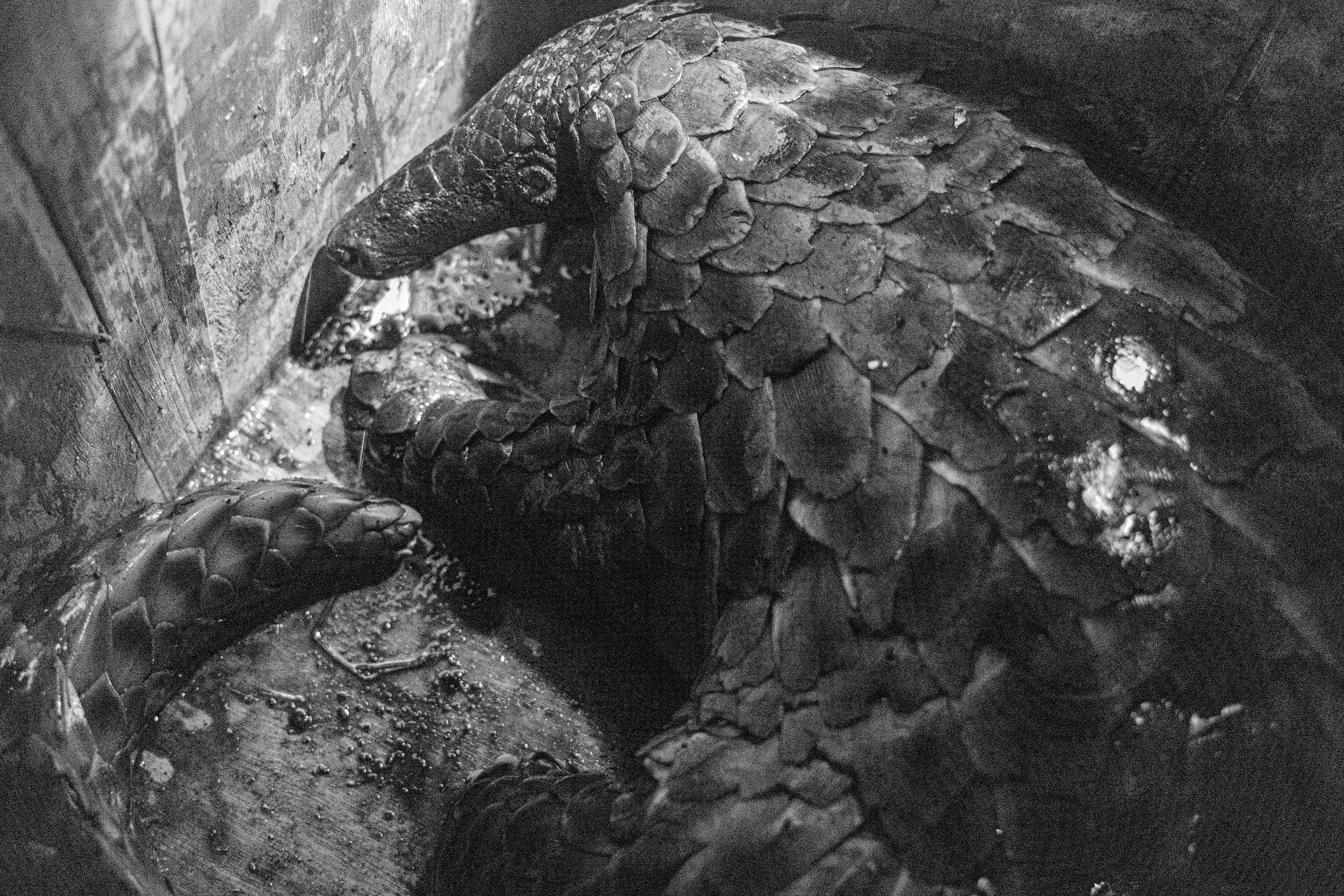 Throwback from the Field: The Pangolin Who Found Her Way Back