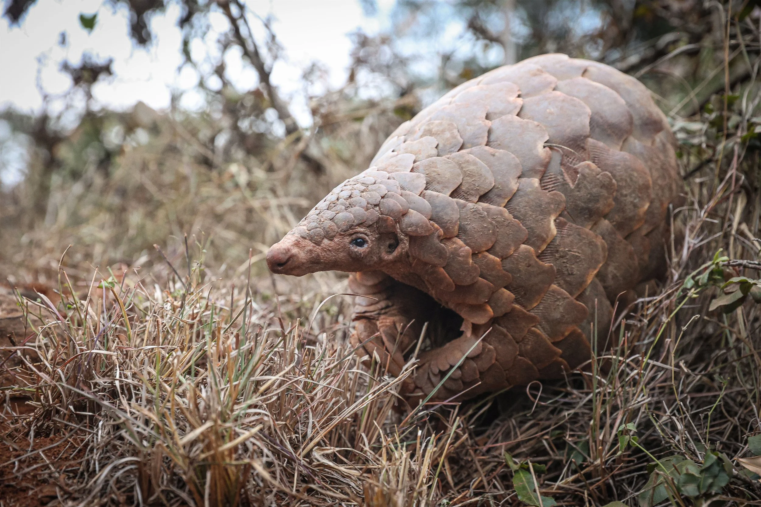 A pangolin walking through dry grass with trees in the background.