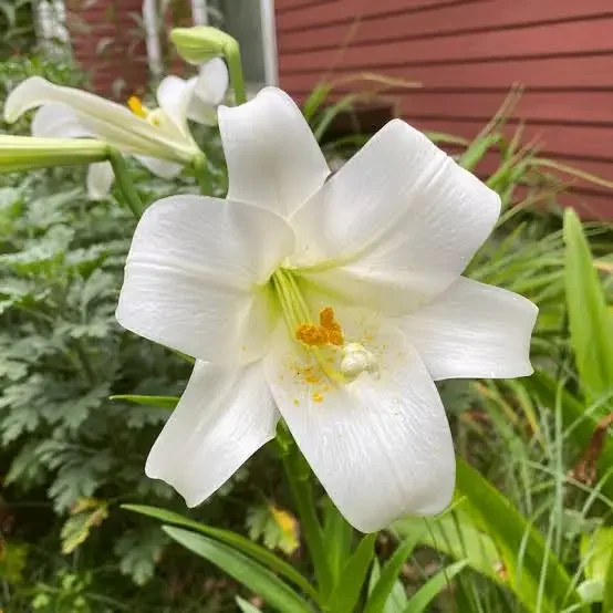 2026 Easter Lily Order Form