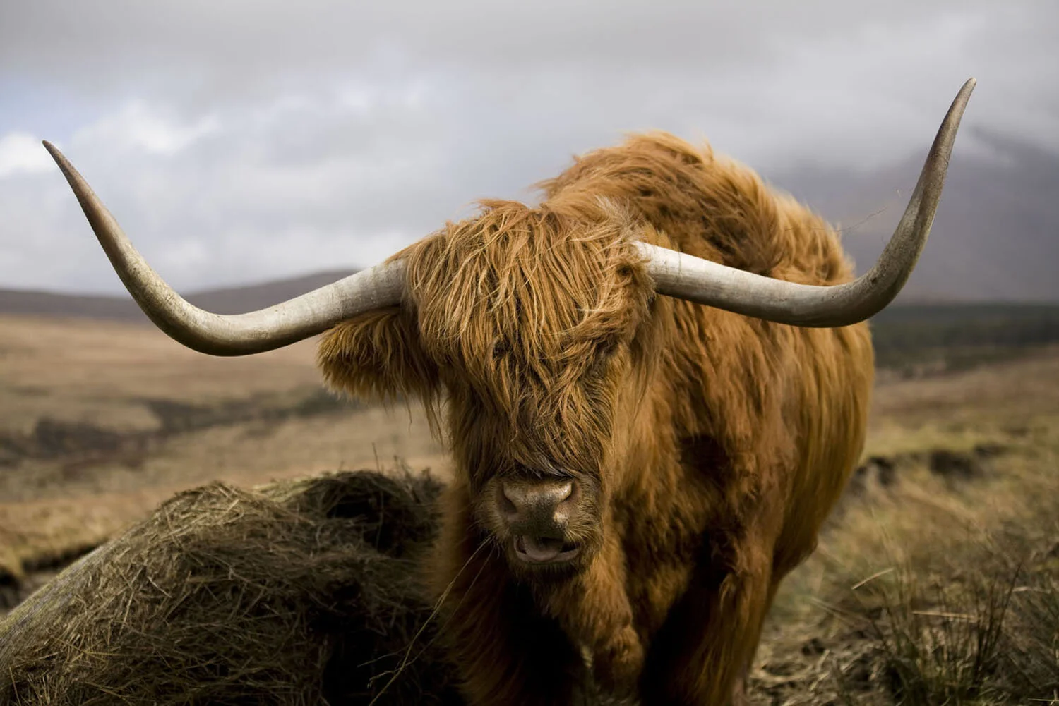  hairy coo 