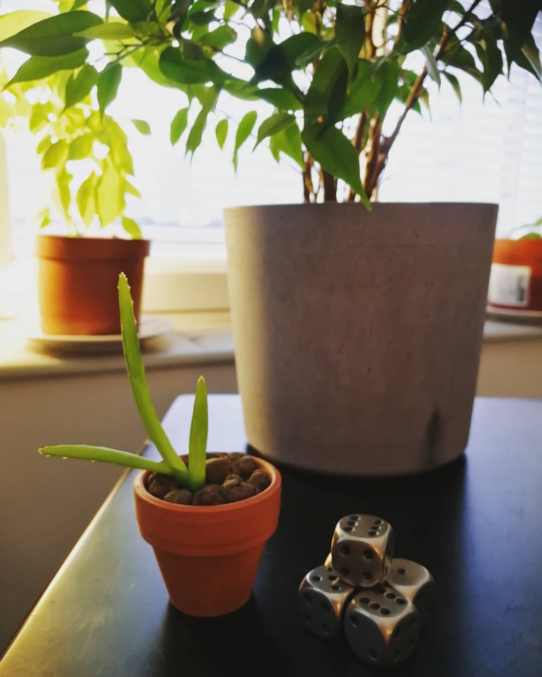 Look at my tiny aloe vera! LOOK AT IT 😍
#springvibes #aloevera #tinyplants