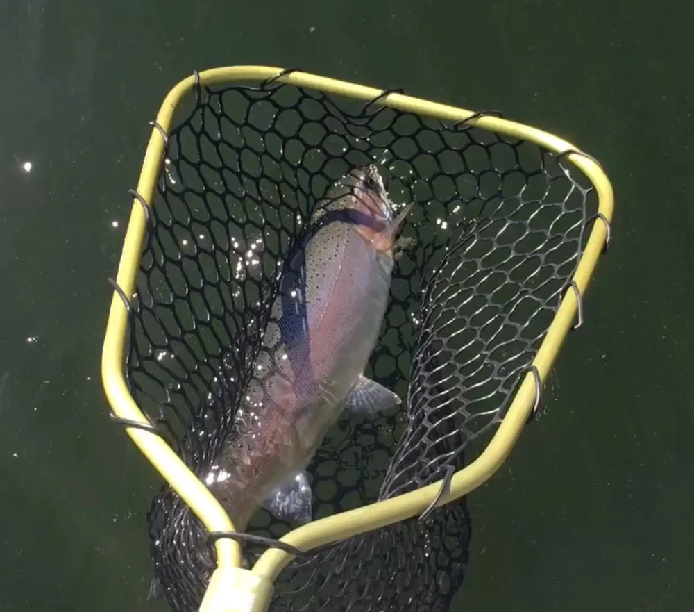 No Bait Season Starts August 1st — Crowley Lake Fish Camp