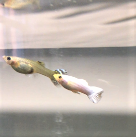 Fische in der gelben Gruppe