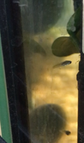 Nachwuchs im Aquarium 