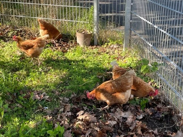 Die Hühner sind los...